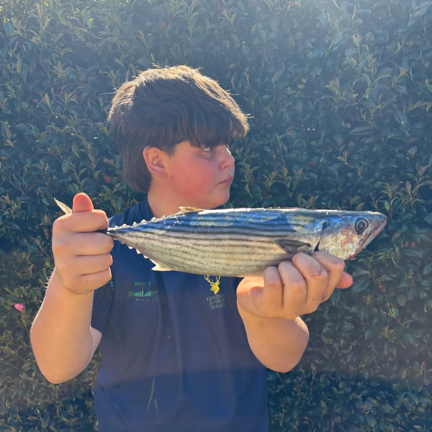 Eastern Pacific bonito caught on Fishbrain