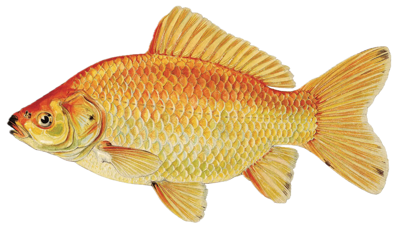 Goldfish