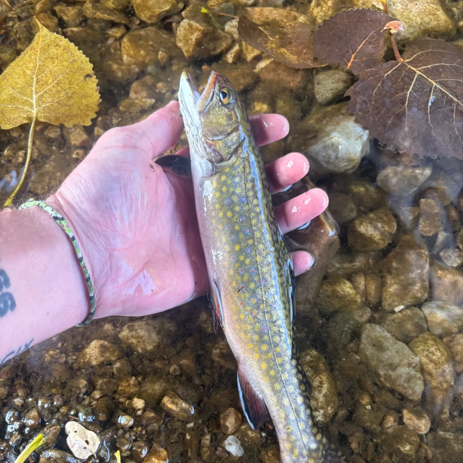Brook trout caught on Fishbrain