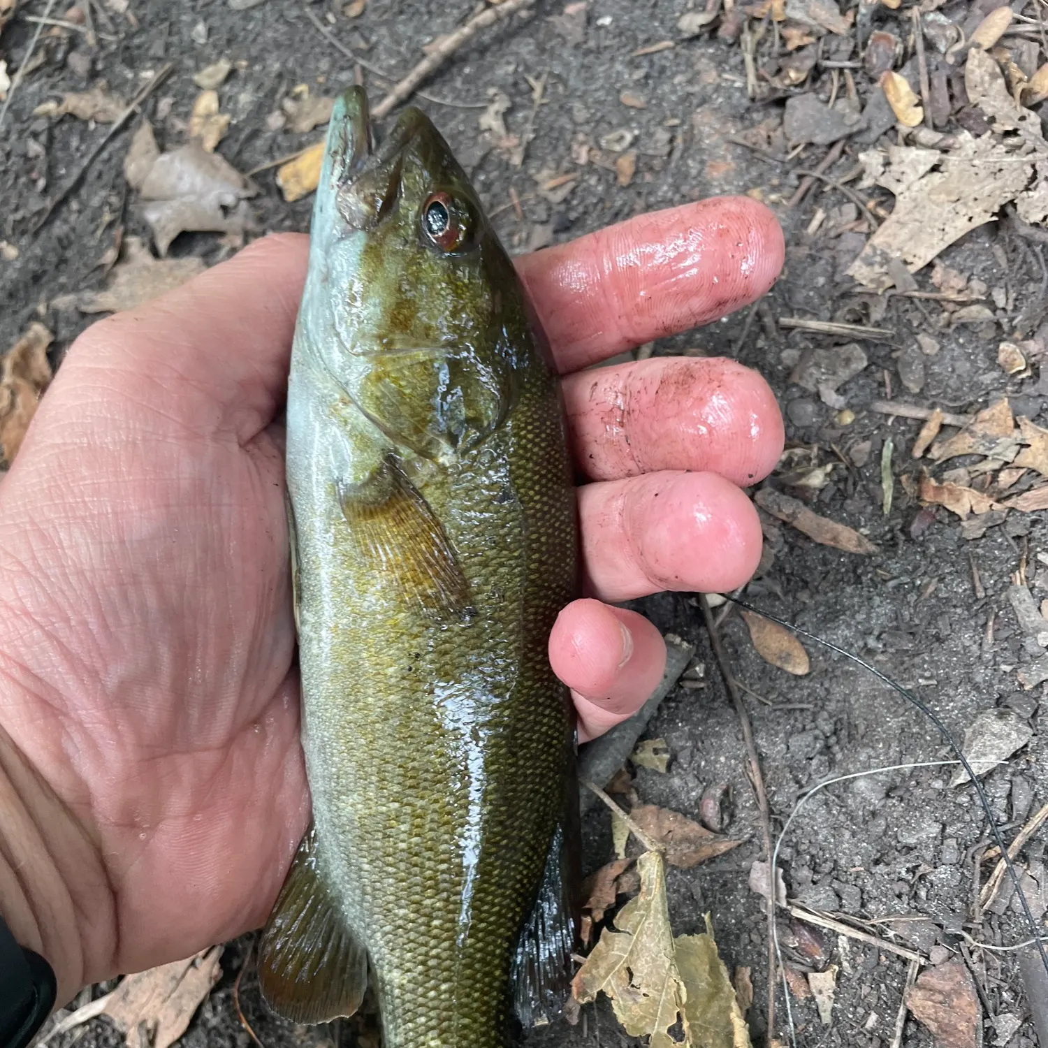 Smallmouth bass caught on Fishbrain