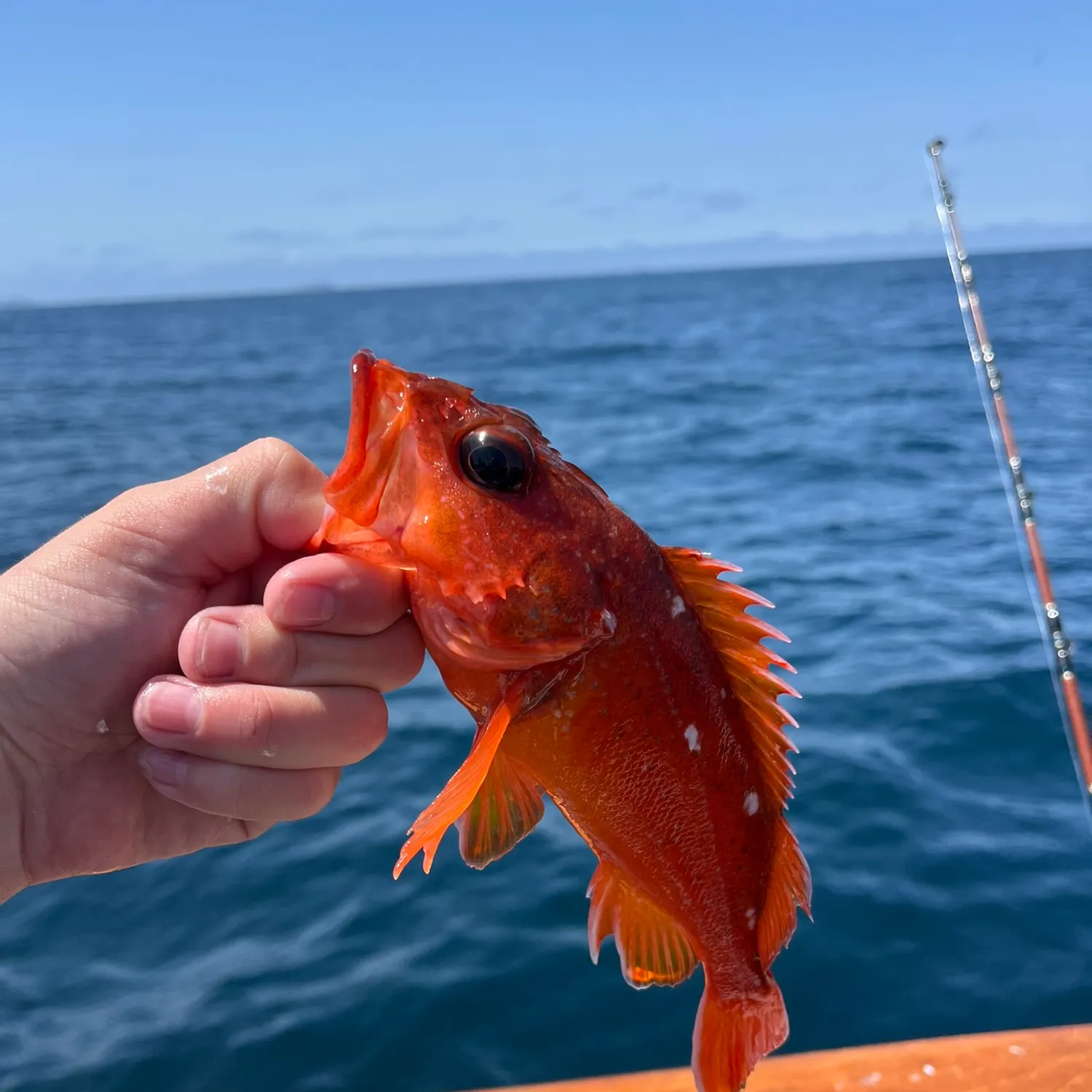 The most recent Starry rockfish catches on Fishbrain