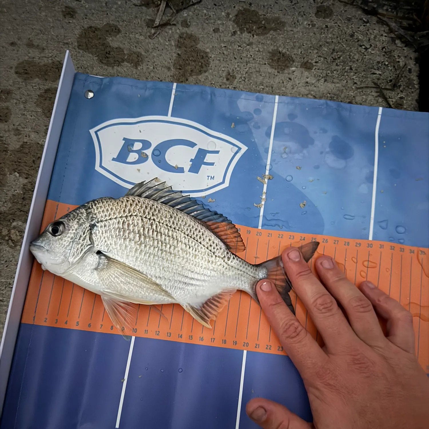 The most recent Surf bream catches on Fishbrain
