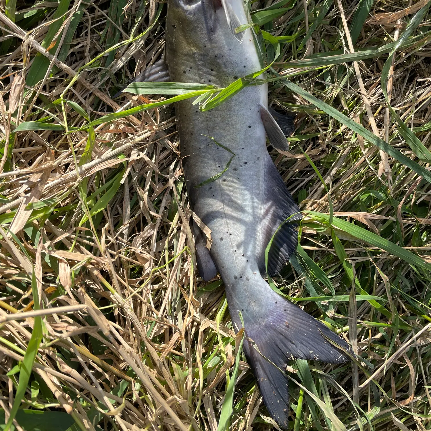 Channel catfish caught on Fishbrain