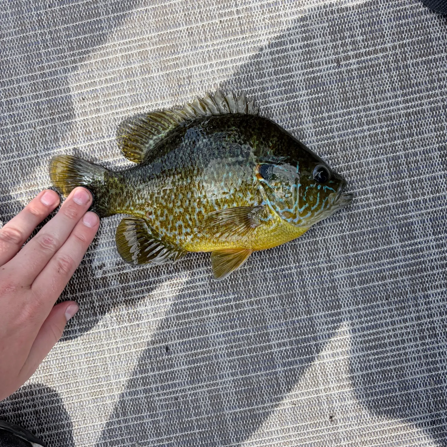 Pumpkinseed caught on Fishbrain