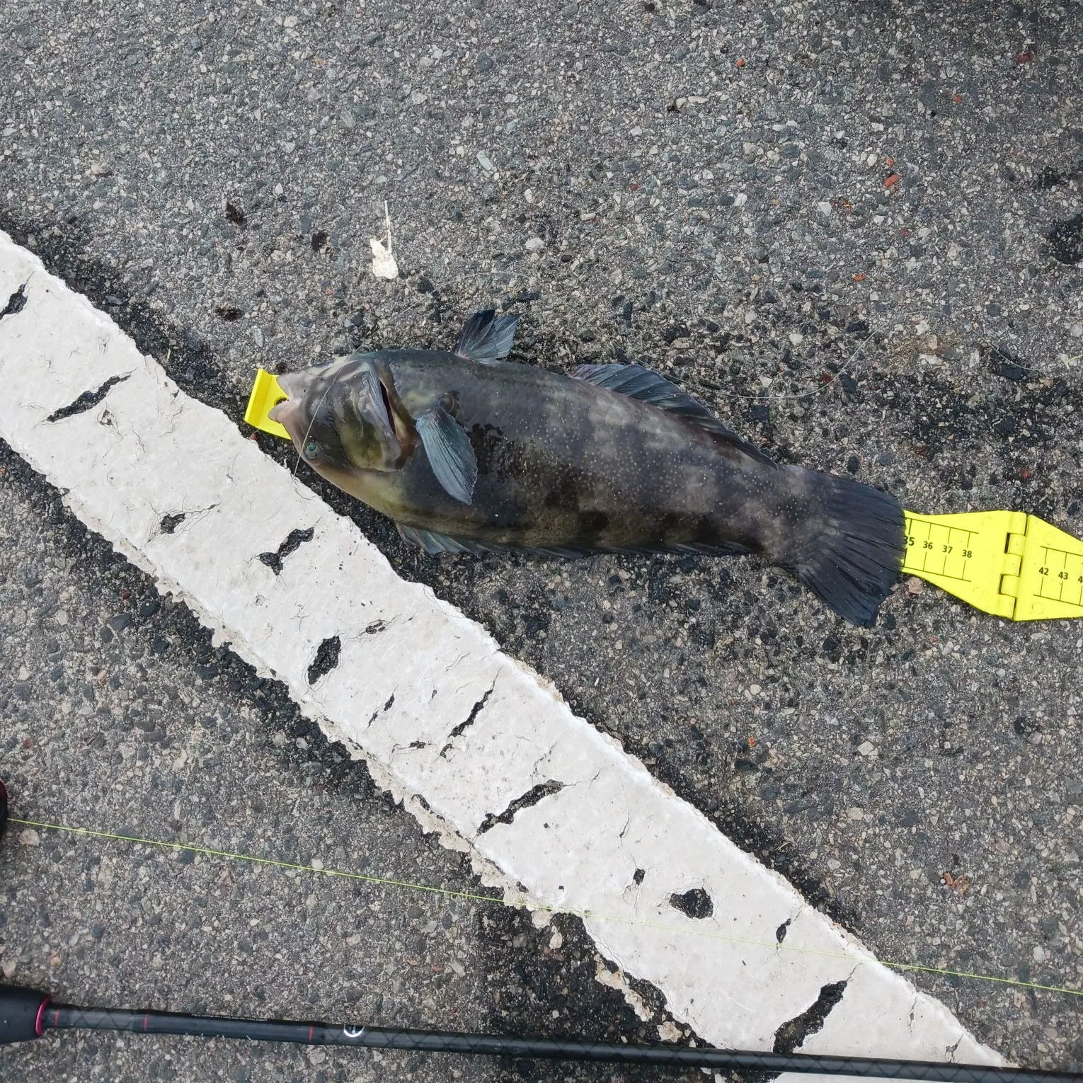 The most recent Brownspotted wrasse catches on Fishbrain
