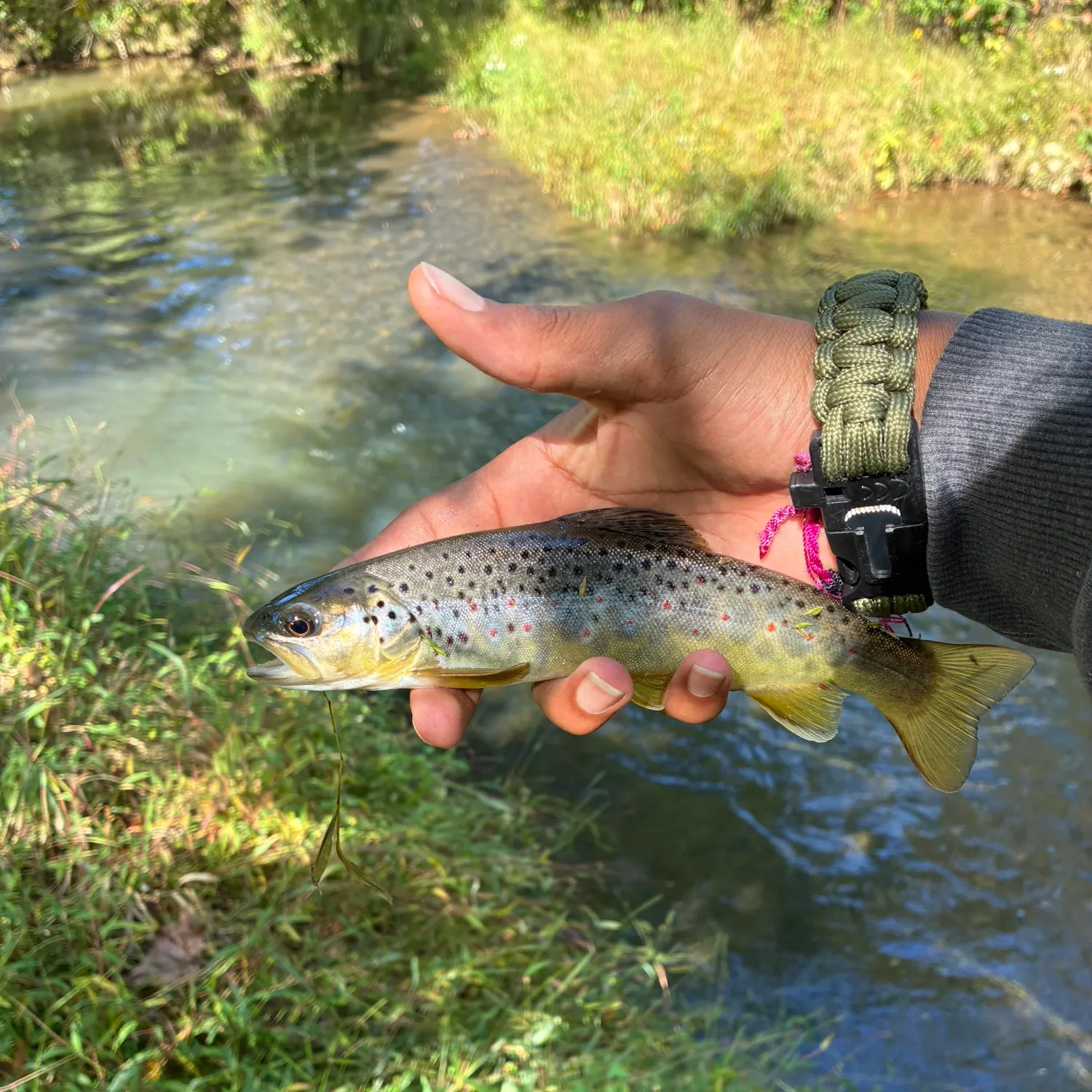 Brown trout caught on Fishbrain
