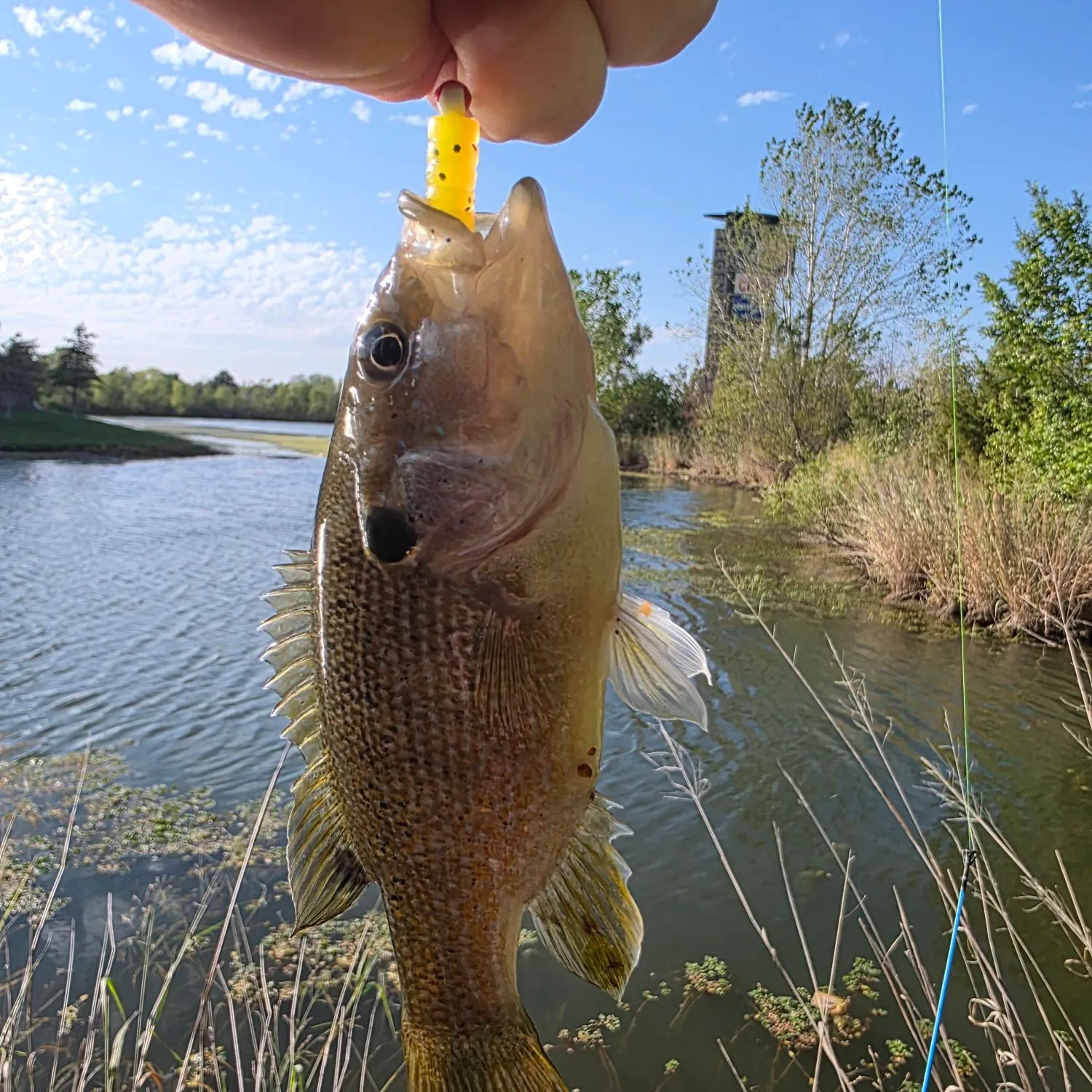 Green sunfish caught on Fishbrain