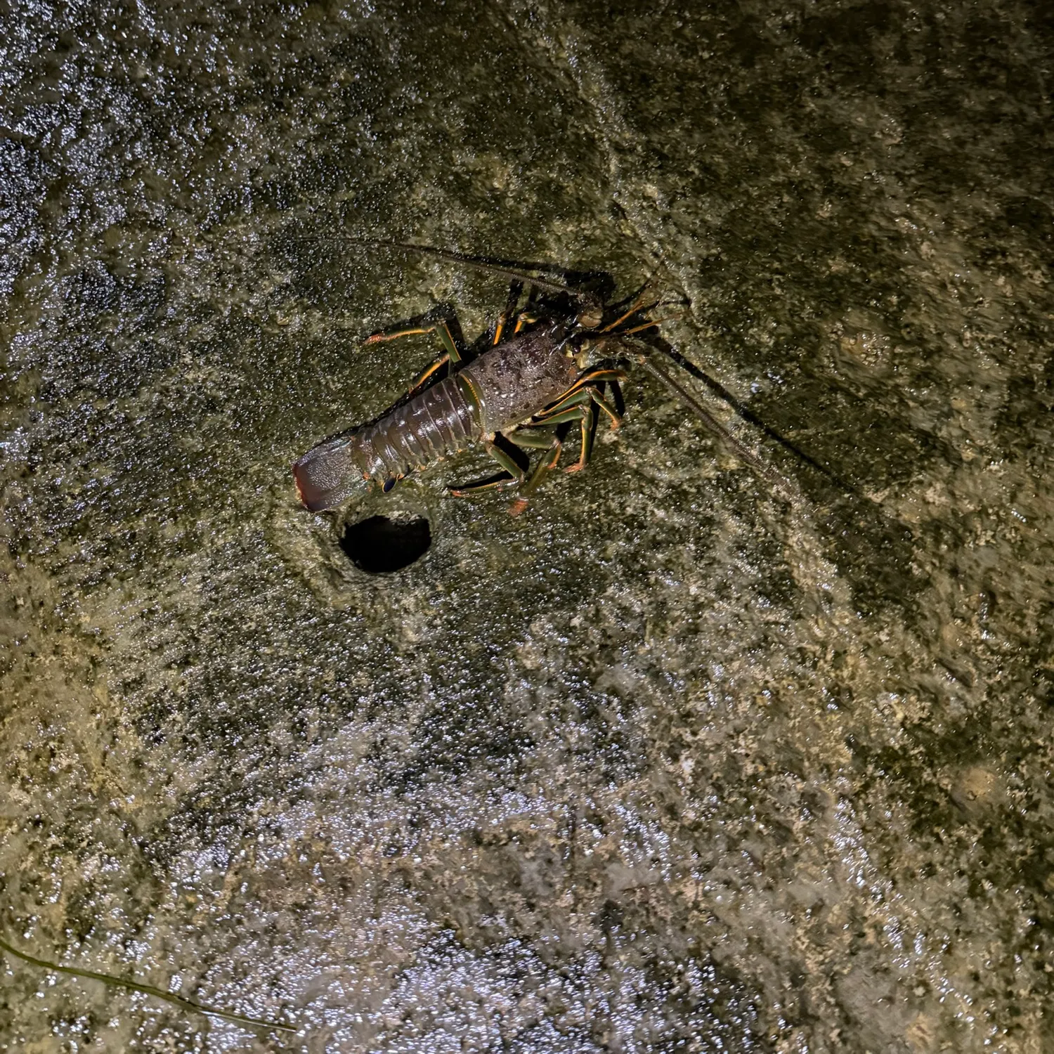 The most recent California spiny lobster catches on Fishbrain