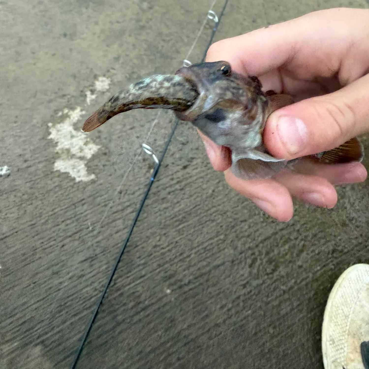 Round goby caught on Fishbrain