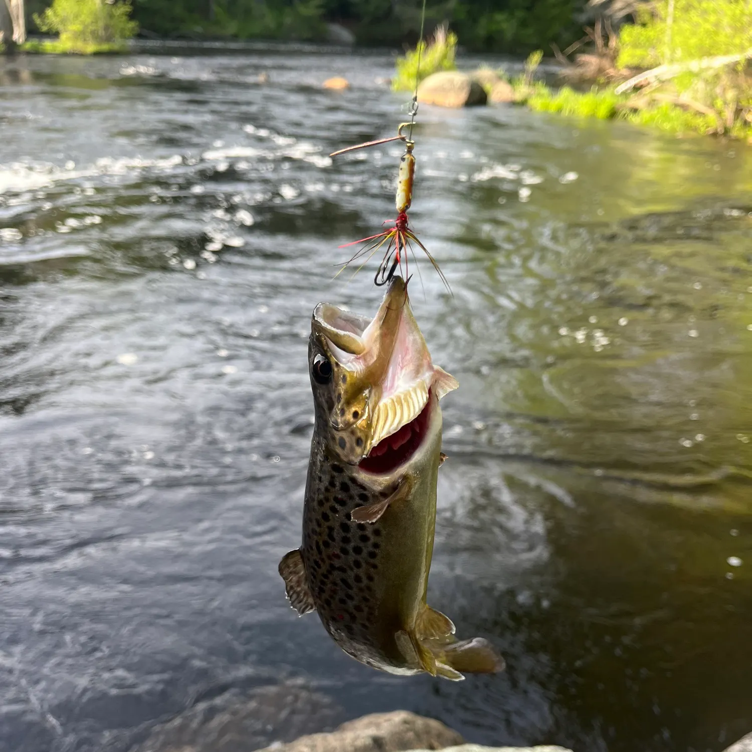 recently logged catches