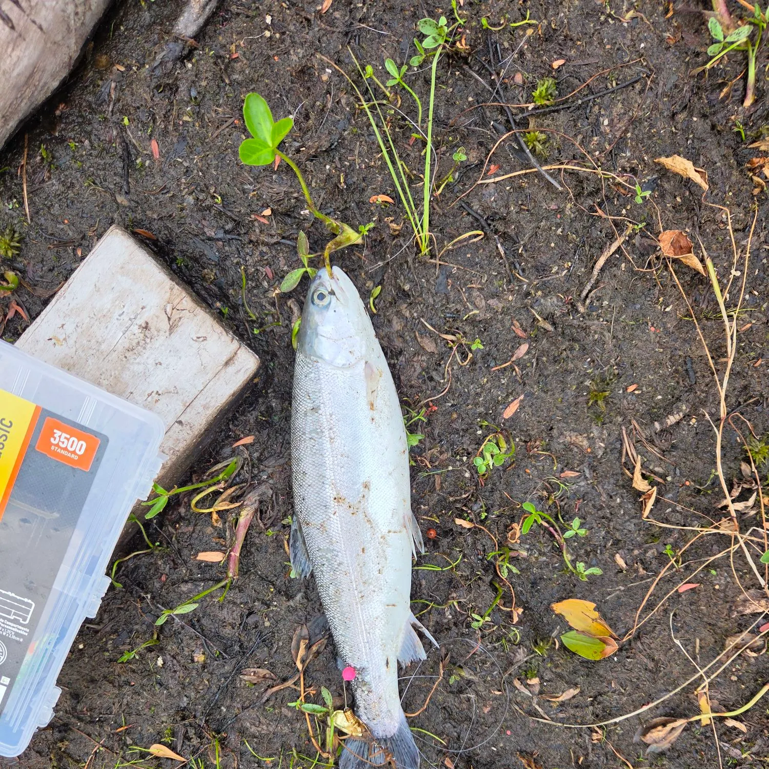 The most recent Sockeye salmon catches on Fishbrain