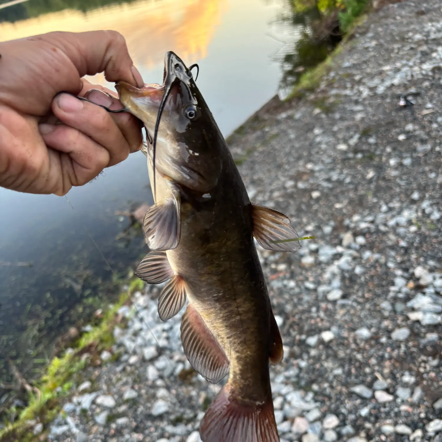 Channel catfish caught on Fishbrain