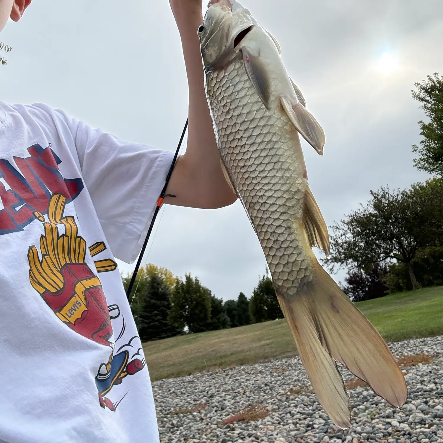 Common carp caught on Fishbrain