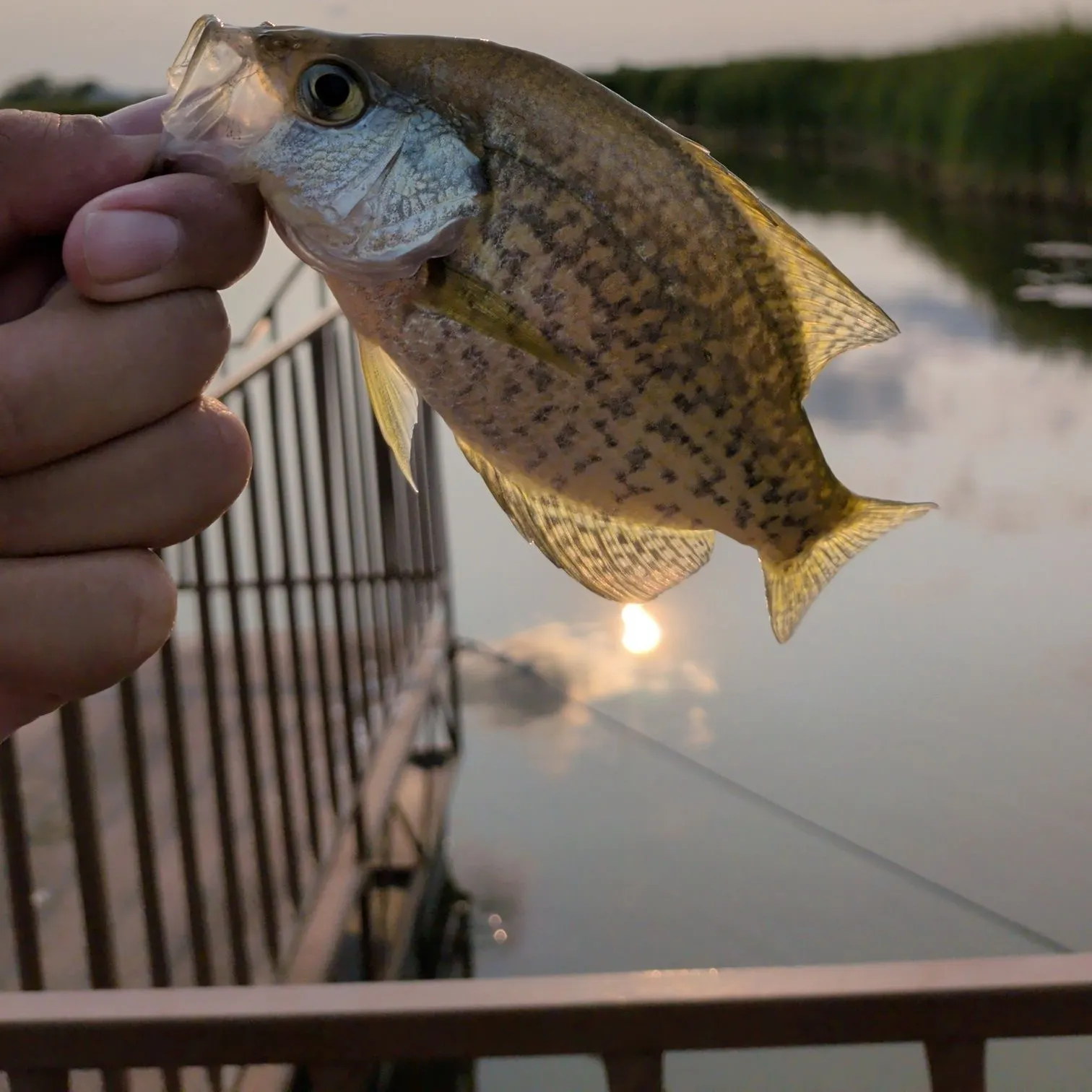 Black crappie caught on Fishbrain