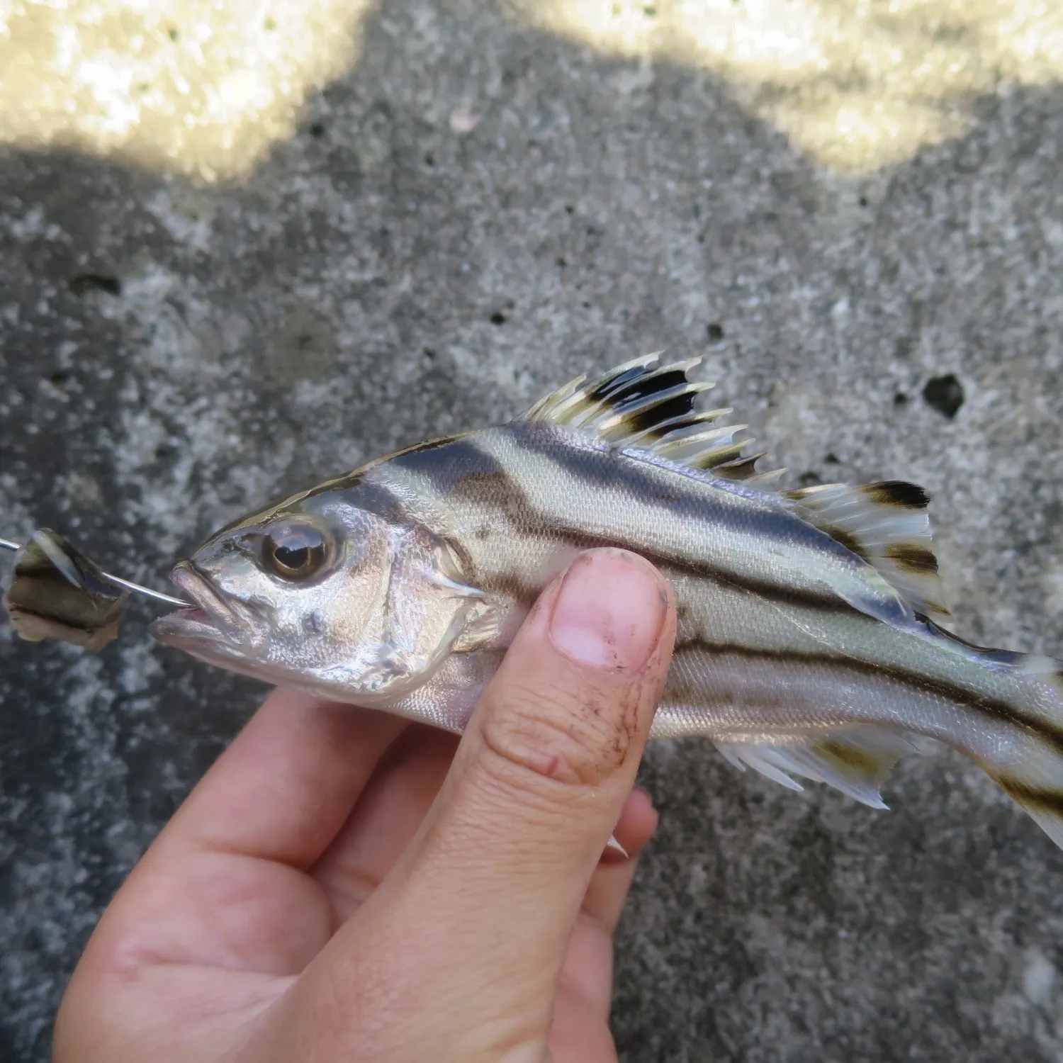 The most recent Jarbua terapon catches on Fishbrain