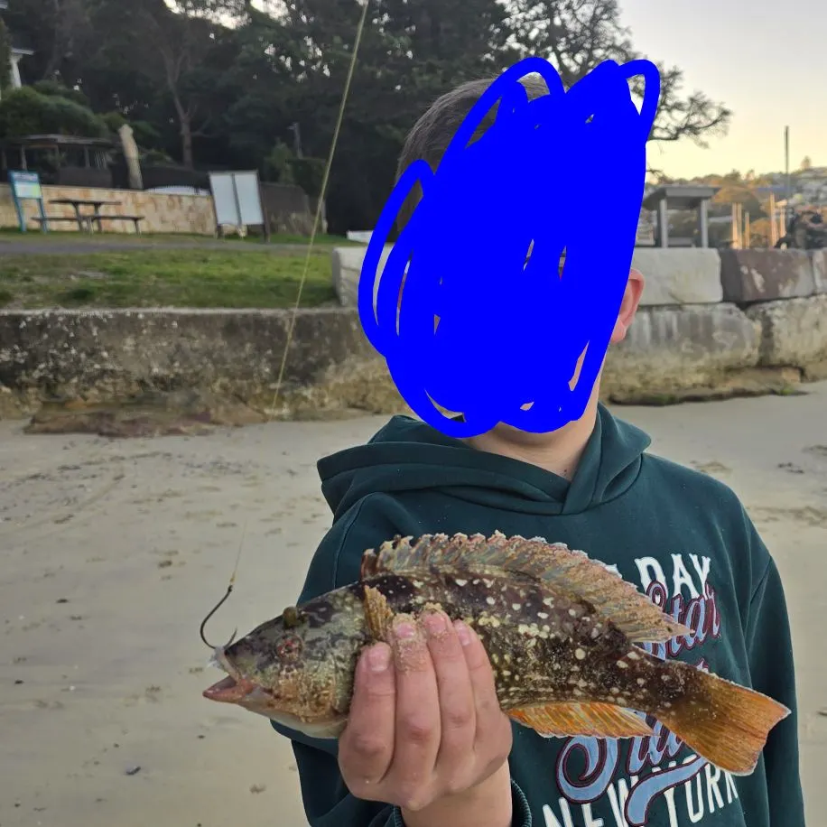 The most recent Crimsonbanded wrasse catches on Fishbrain