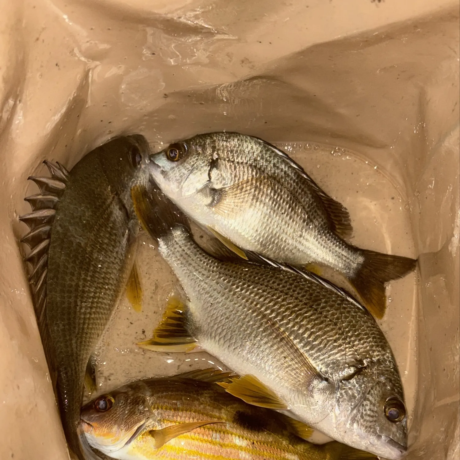 Moses perch caught on Fishbrain