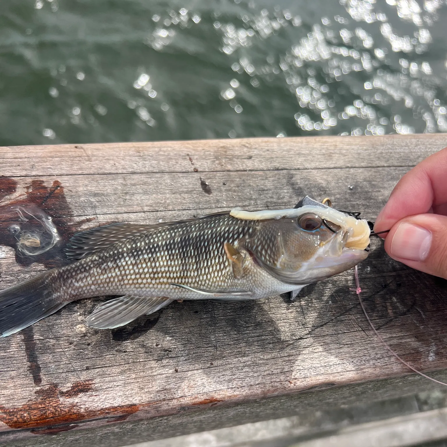 The most recent Black sea bass catches on Fishbrain