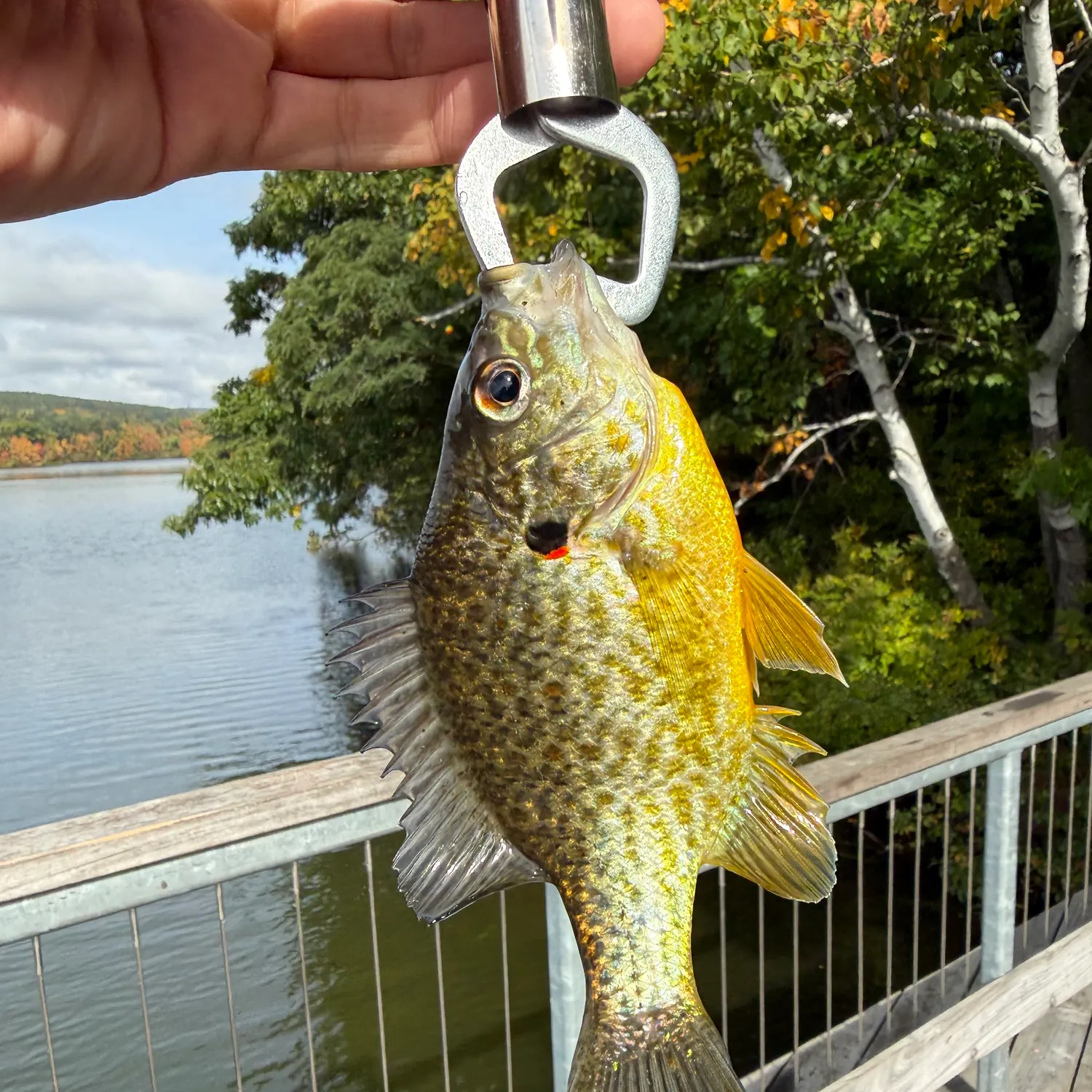 Pumpkinseed caught on Fishbrain
