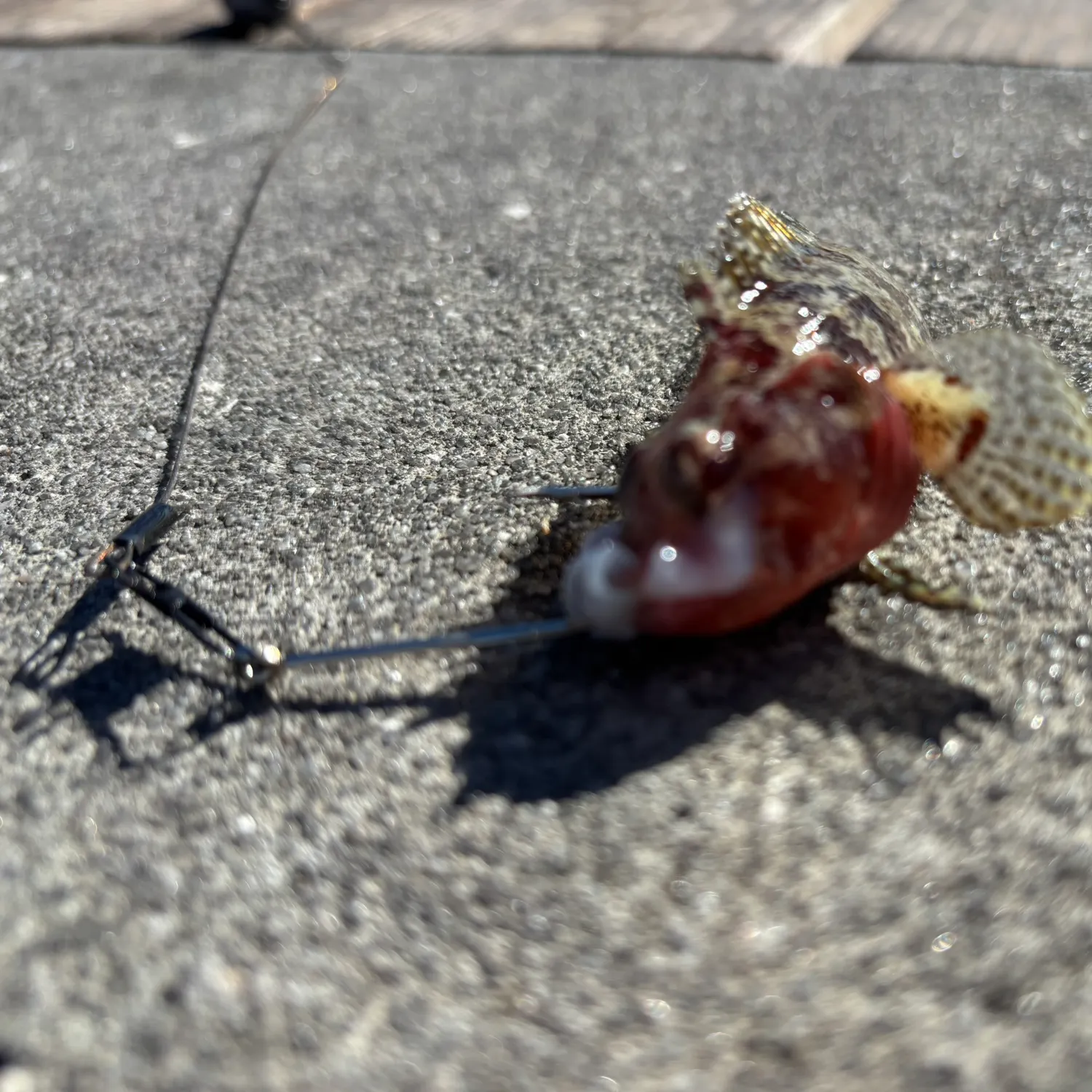 The most recent Longspined bullhead catches on Fishbrain