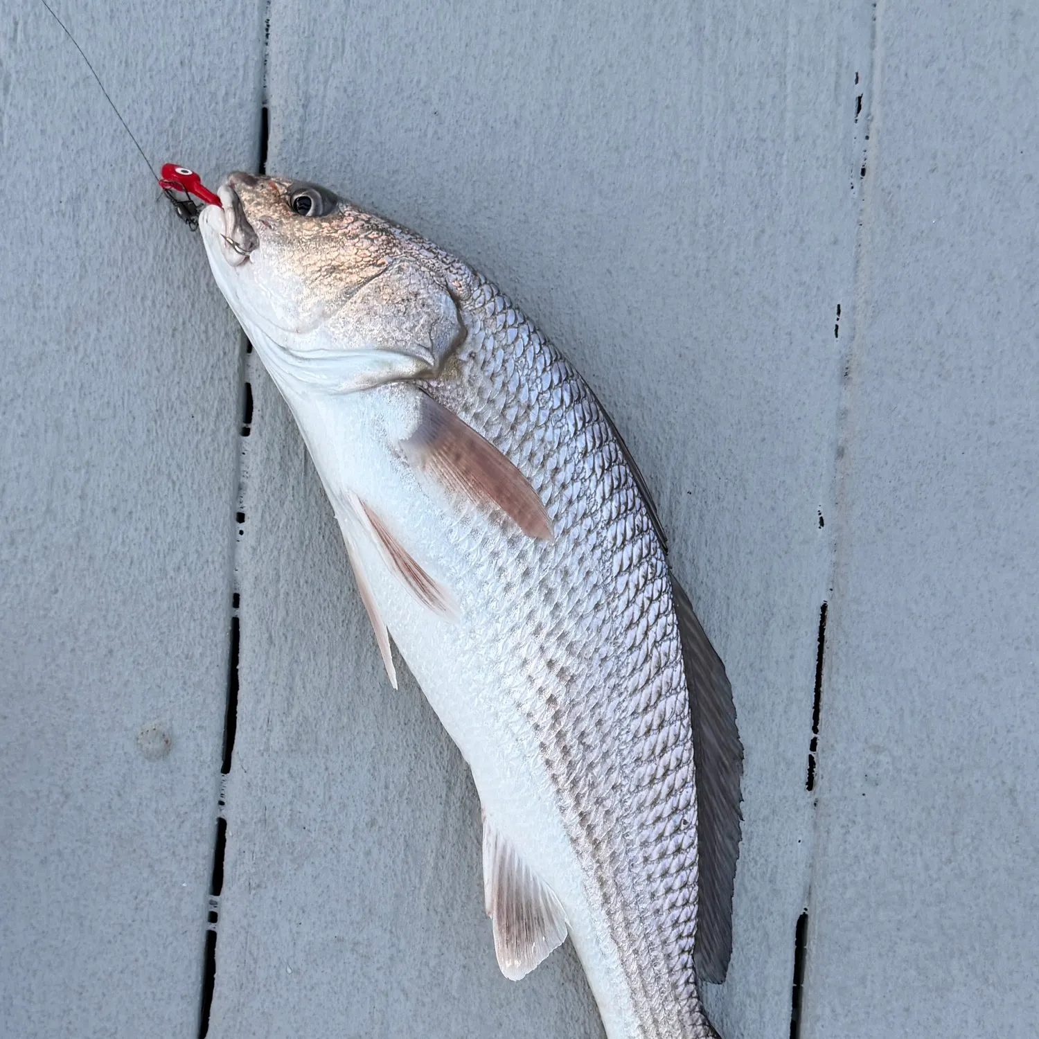 Red drum caught on Fishbrain