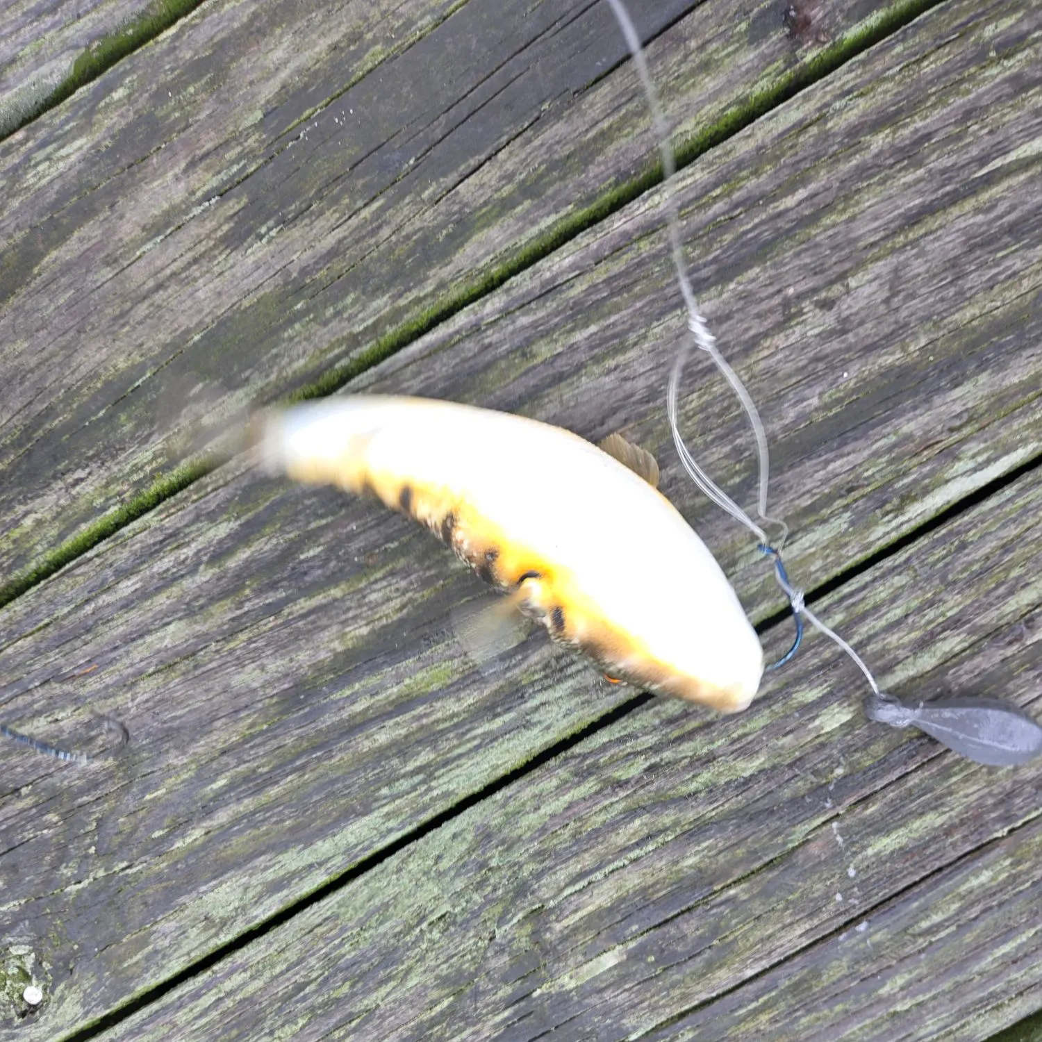 Northern puffer caught on Fishbrain
