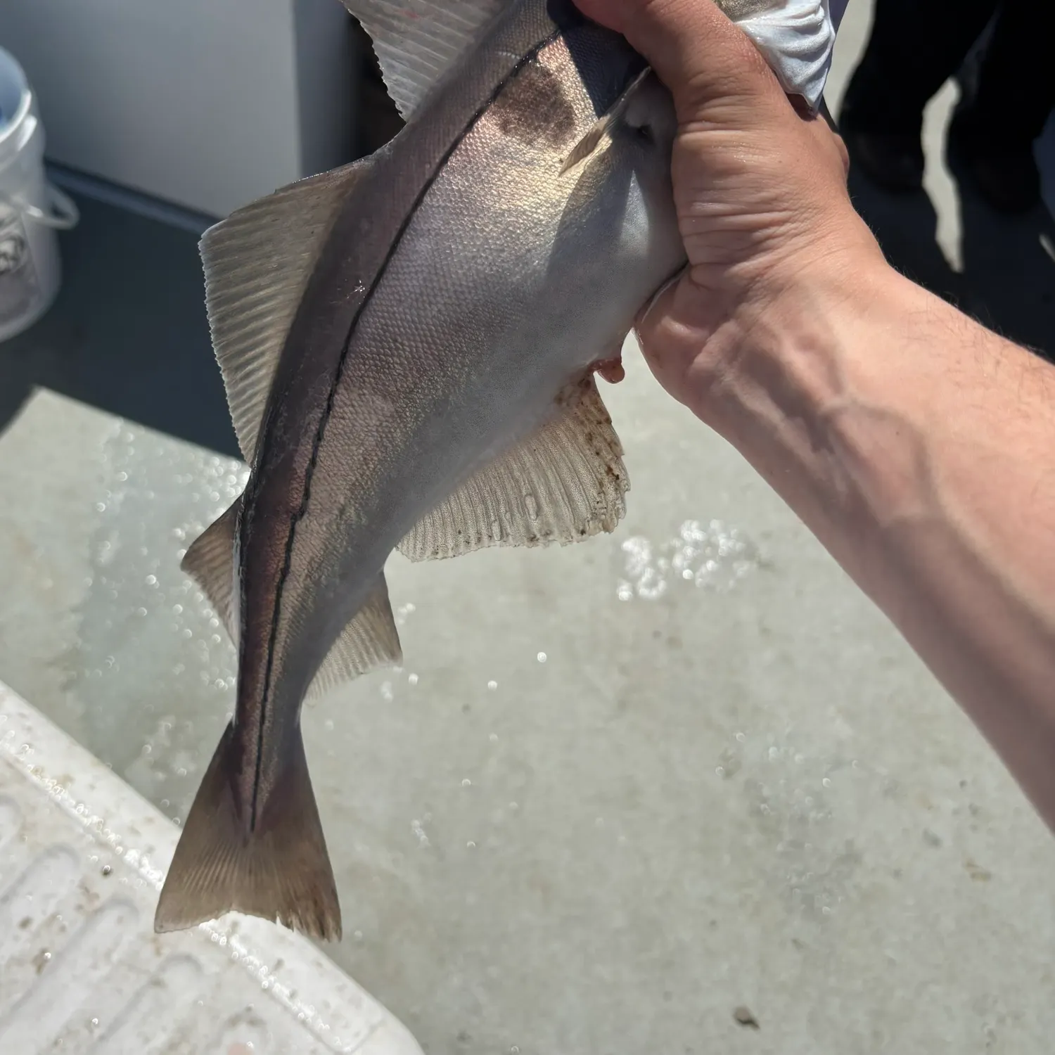 The most recent Haddock catches on Fishbrain