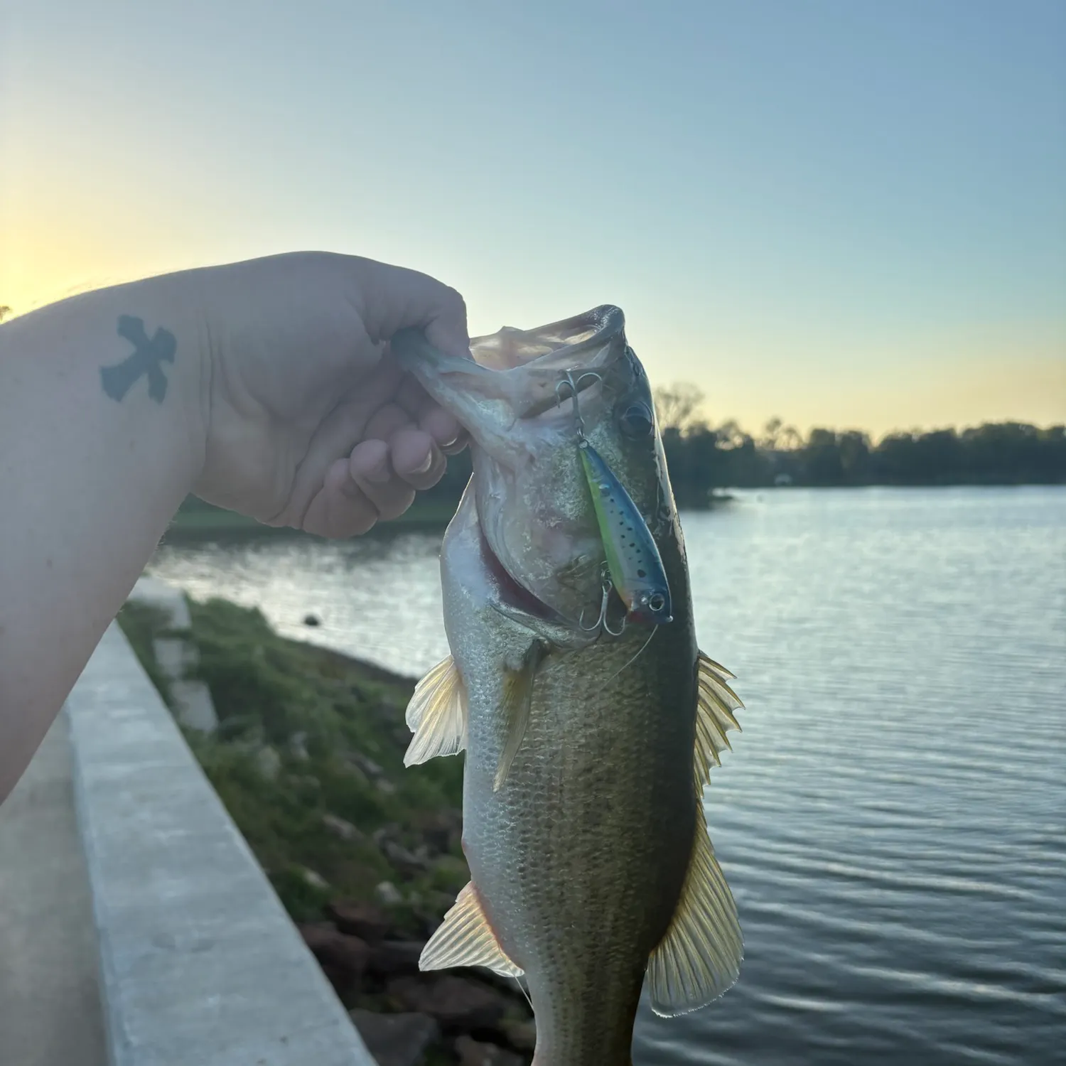 Largemouth bass caught on Fishbrain