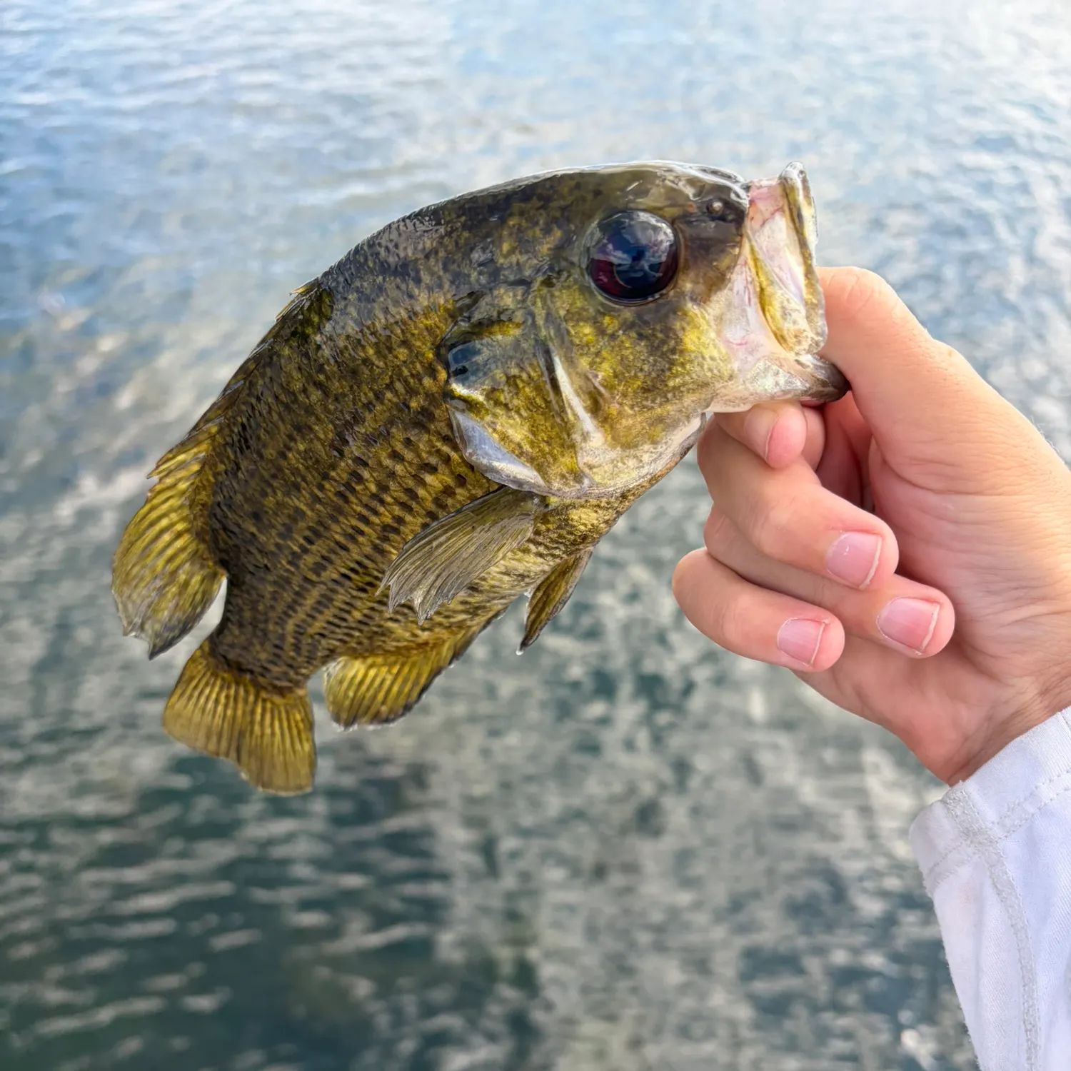 Rock bass caught on Fishbrain
