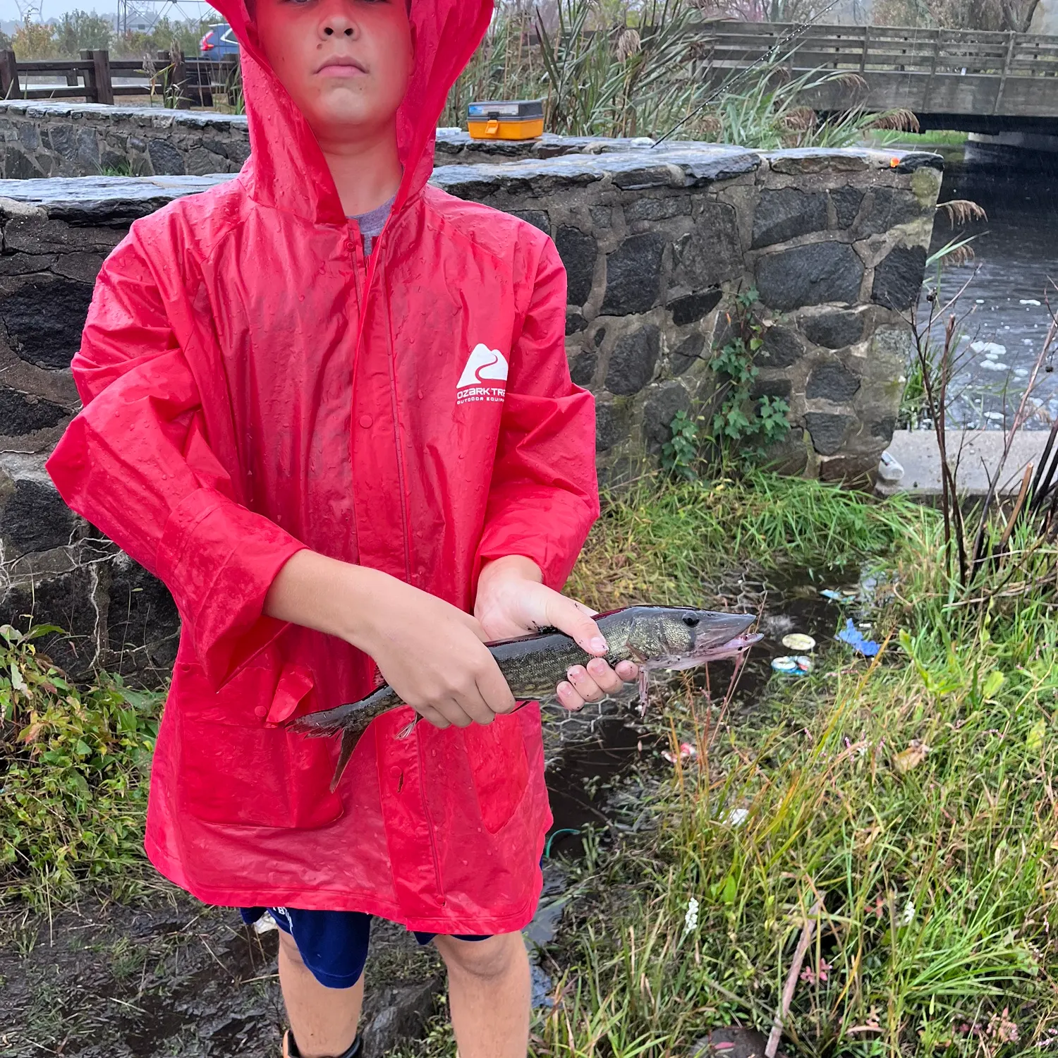 Chain pickerel caught on Fishbrain
