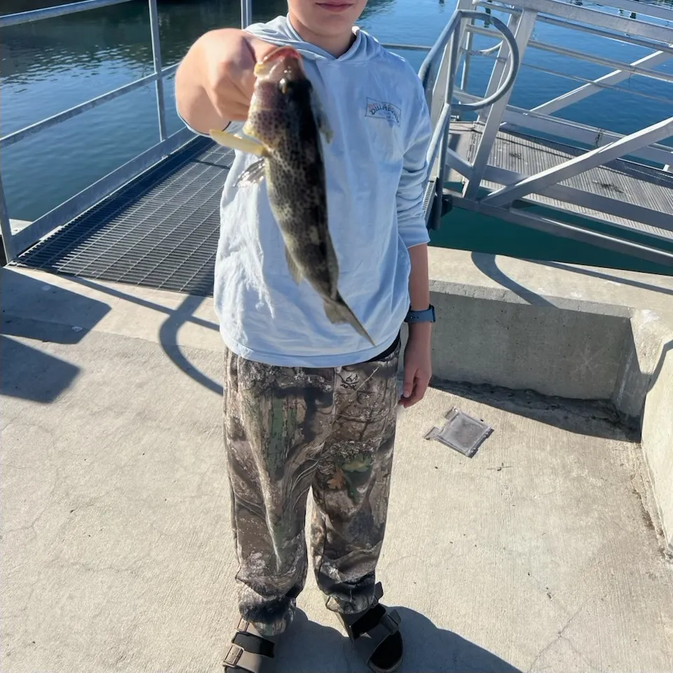 The most recent Spotted sand bass catches on Fishbrain
