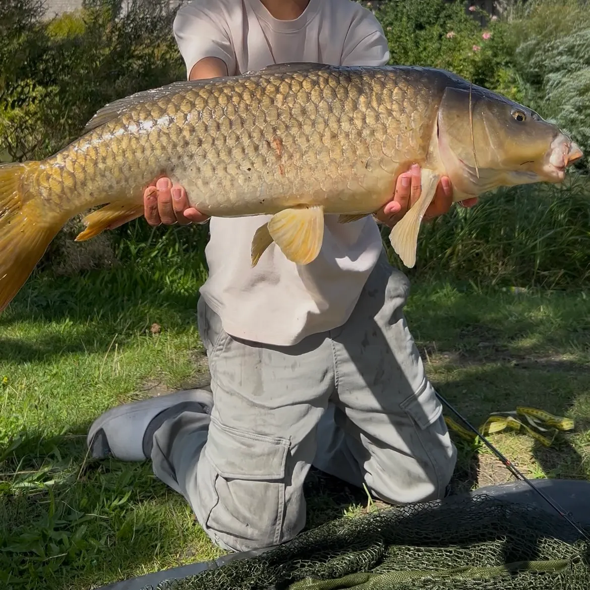 Common carp caught on Fishbrain