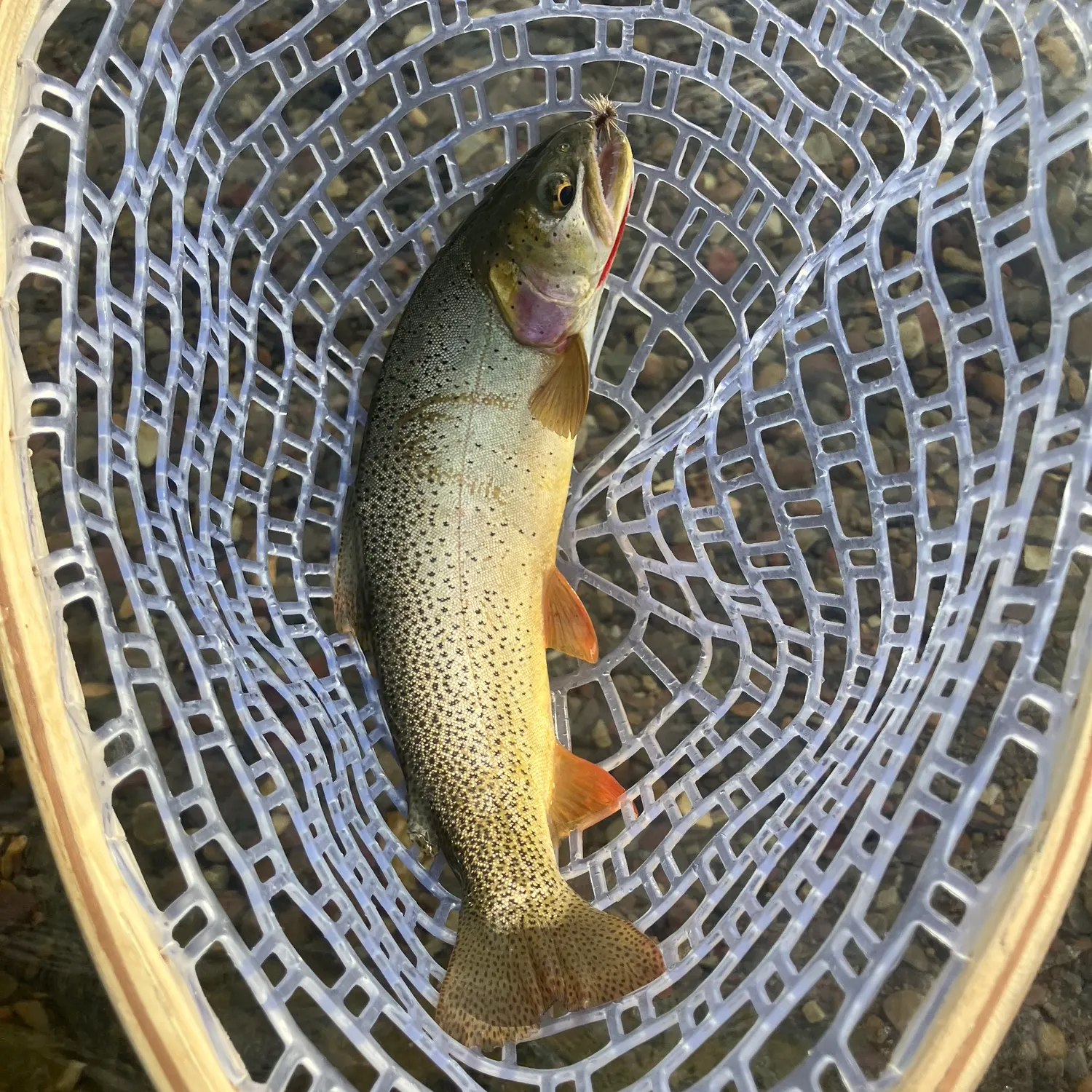 The most recent Brown trout catches on Fishbrain
