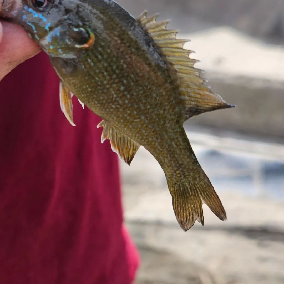 Green sunfish caught on Fishbrain