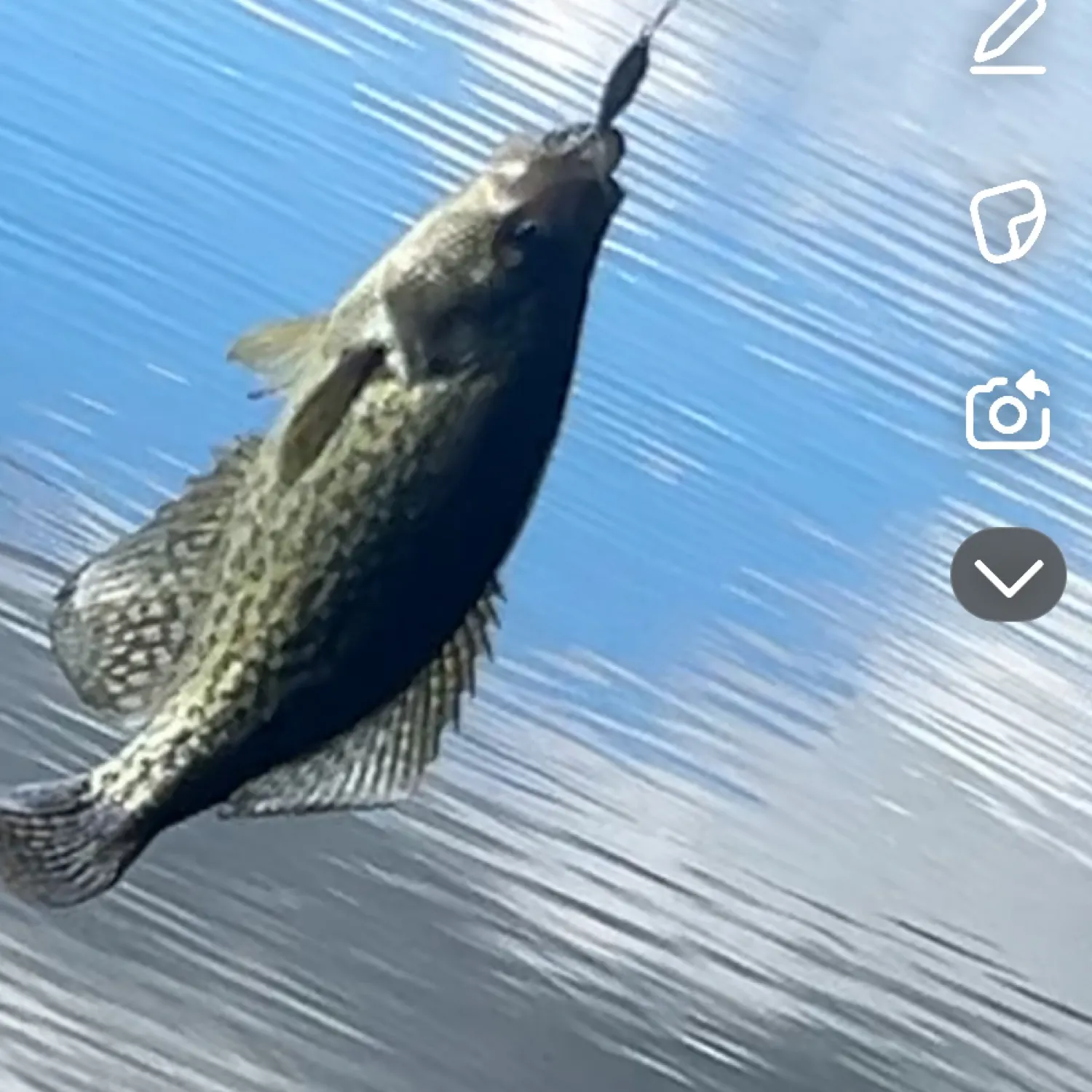 recently logged catches