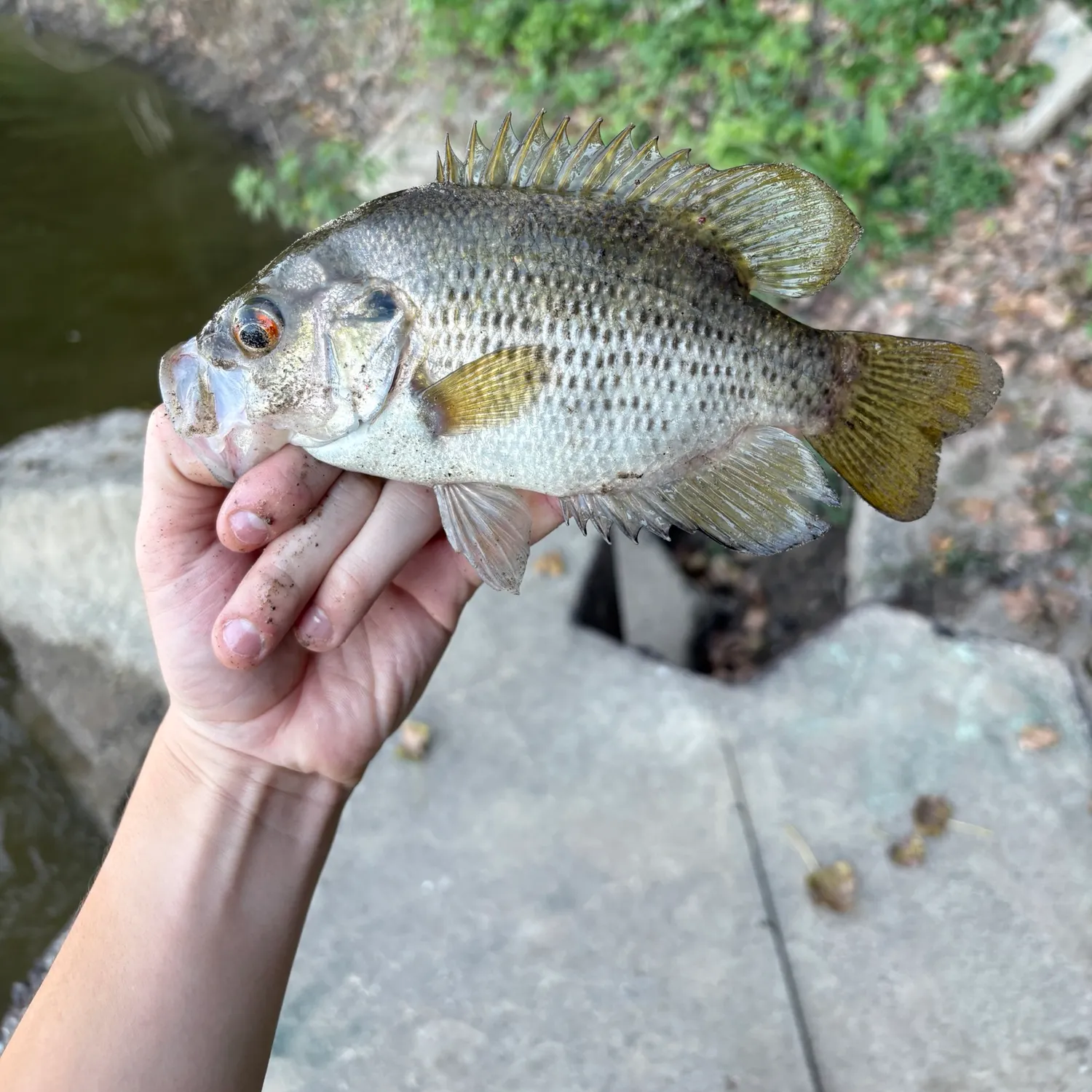 Rock bass caught on Fishbrain