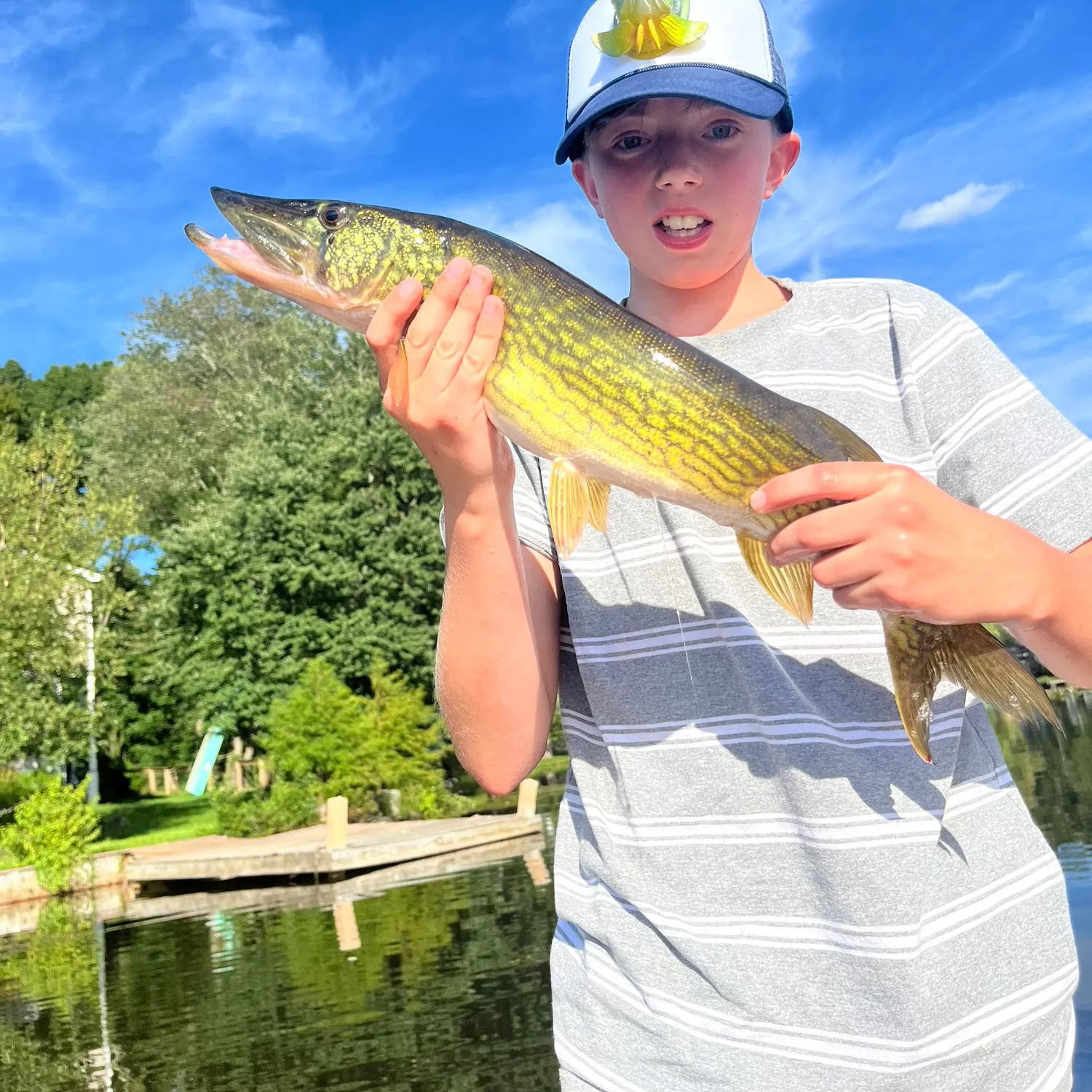 Chain pickerel caught on Fishbrain