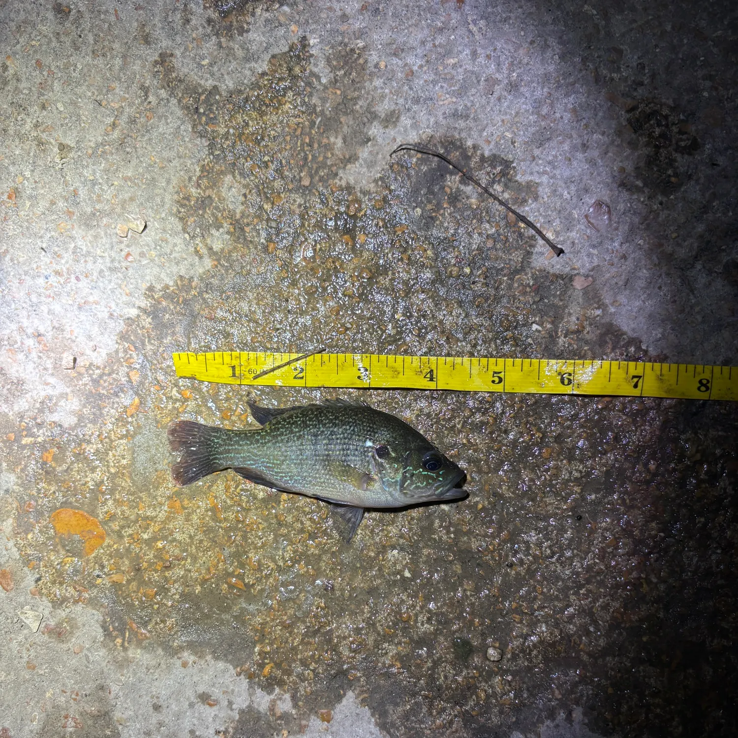 Green sunfish caught on Fishbrain