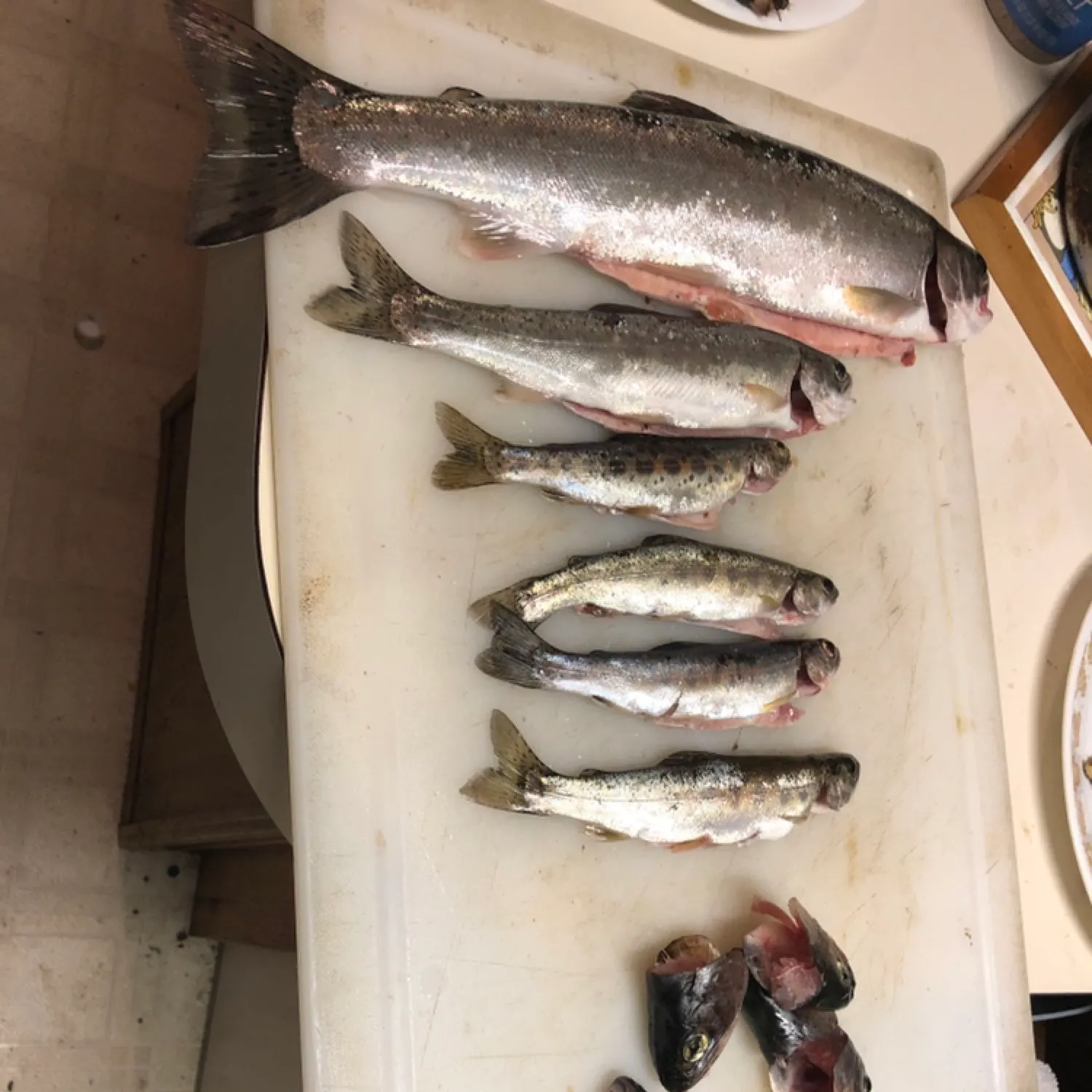 recently logged catches