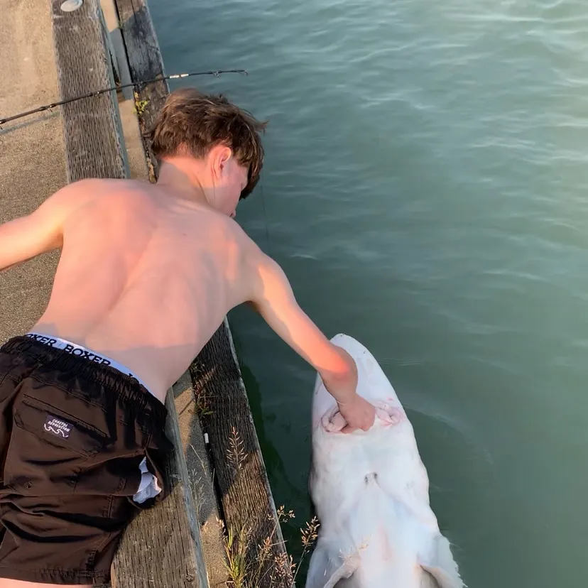 White sturgeon caught on Fishbrain