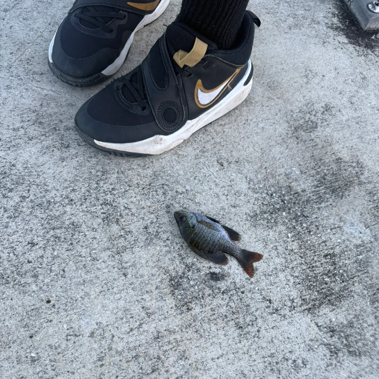 Bluegill caught on Fishbrain