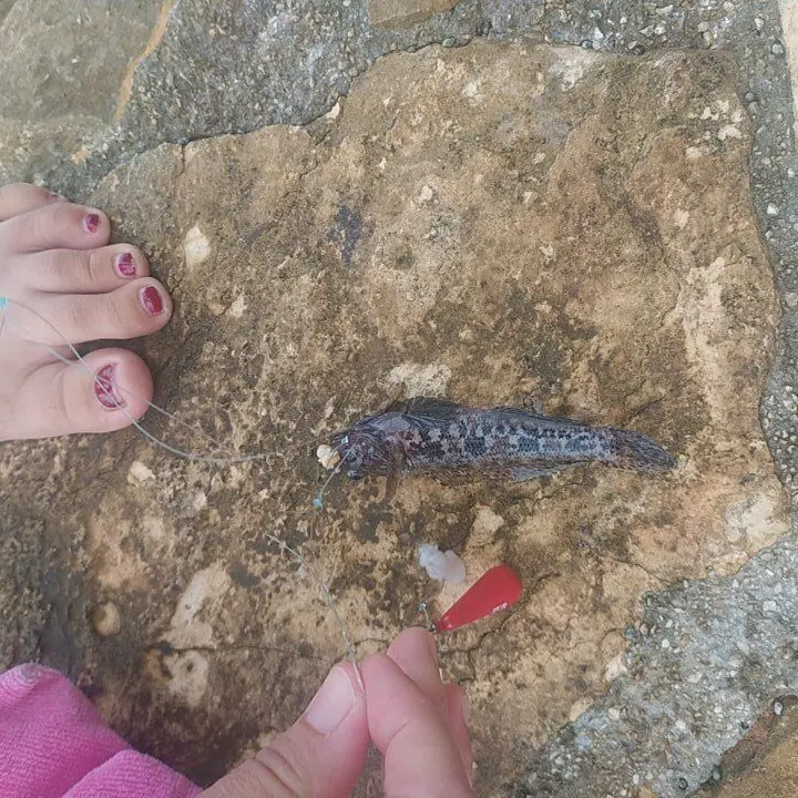 The most recent Black goby catches on Fishbrain