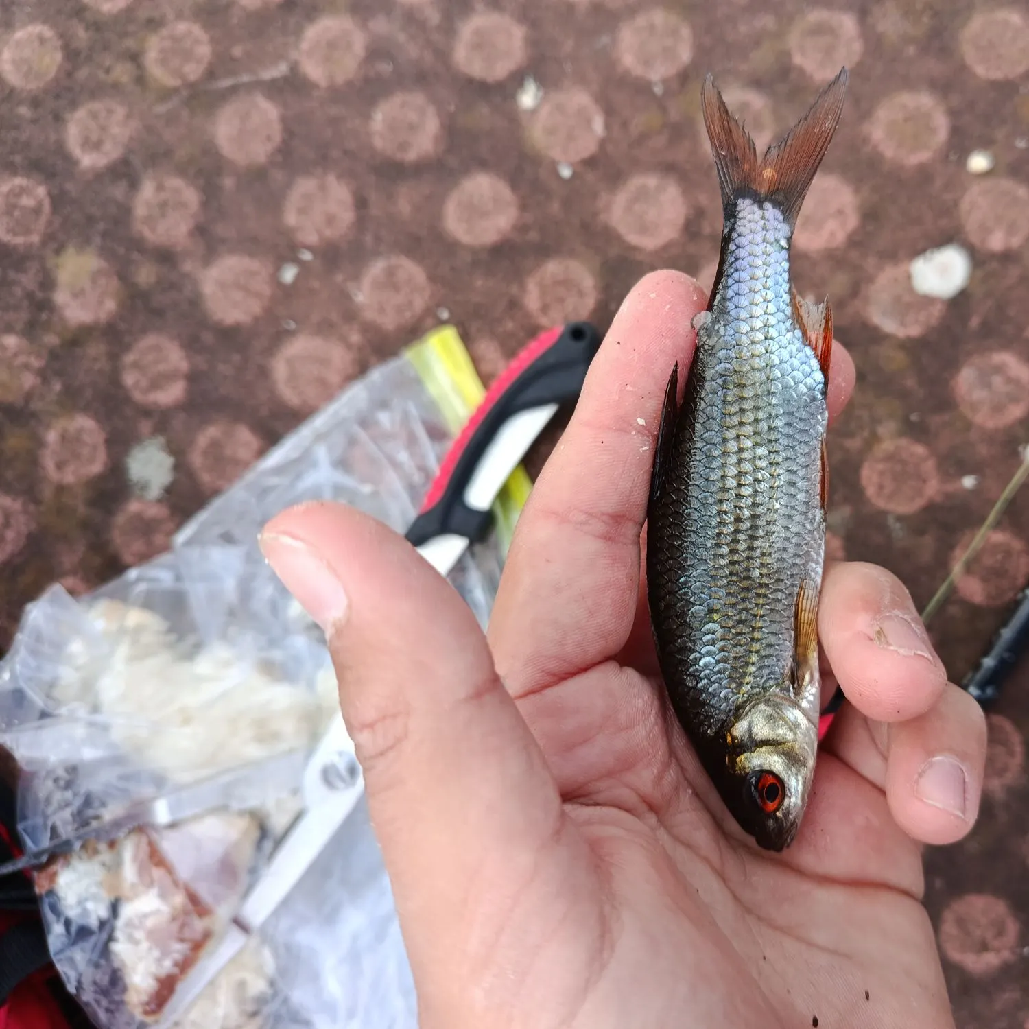 Common roach caught on Fishbrain