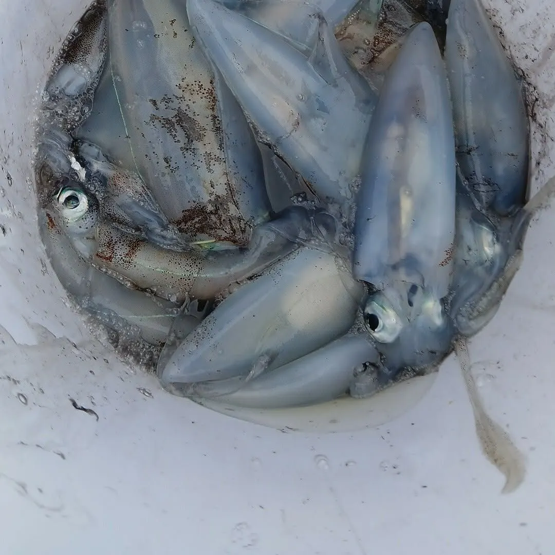 Southern calamari caught on Fishbrain