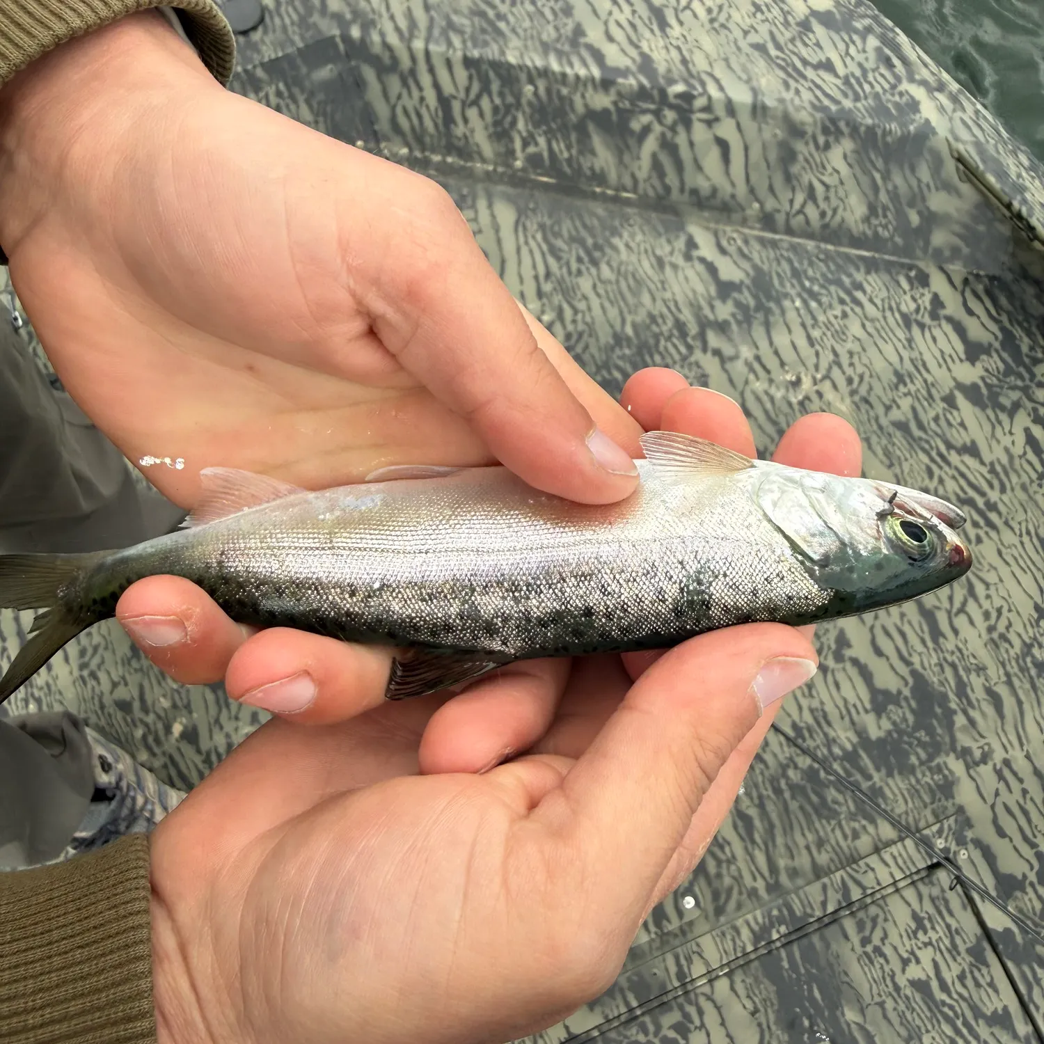 The most recent Coho salmon catches on Fishbrain