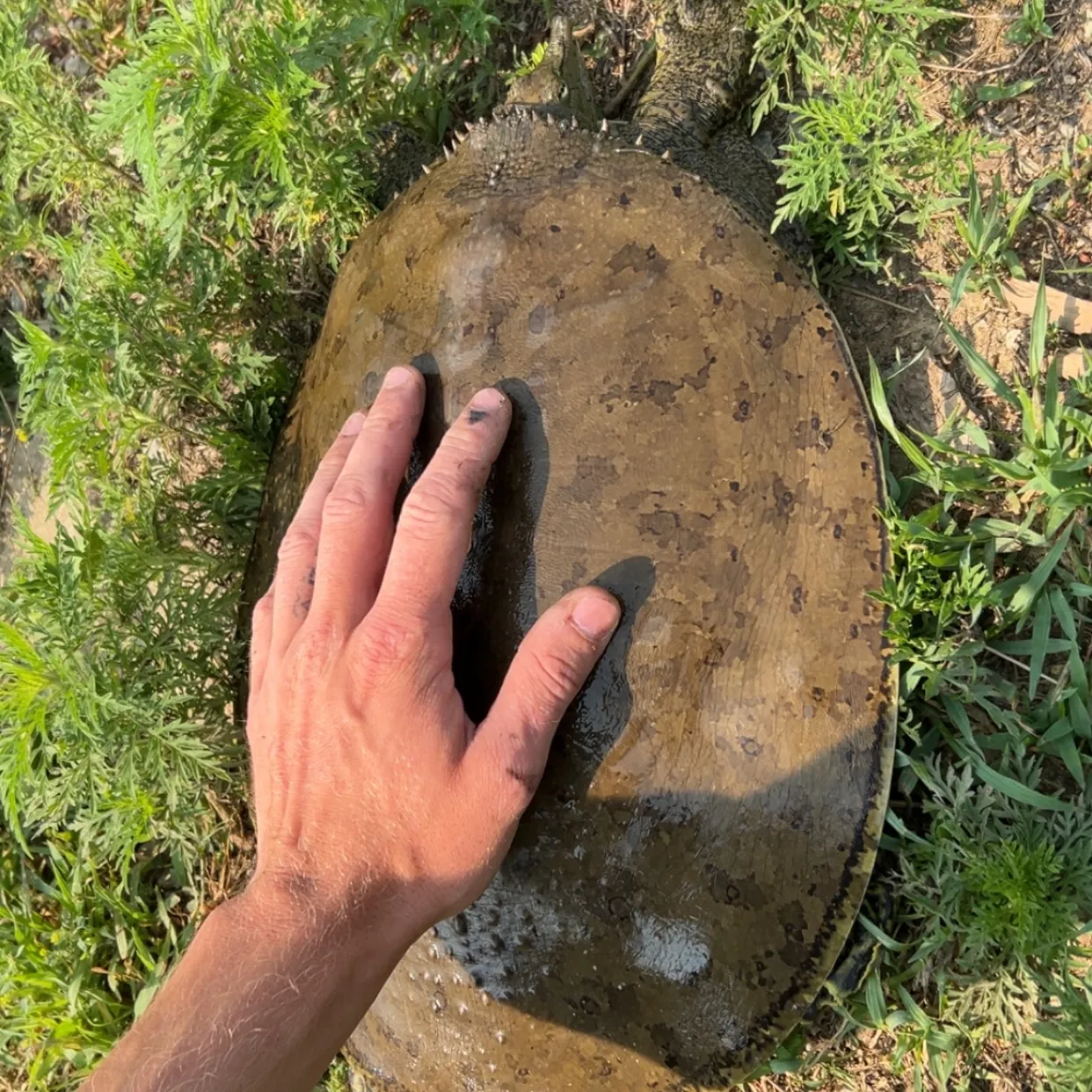 The most recent Spiny softshell turtle catches on Fishbrain