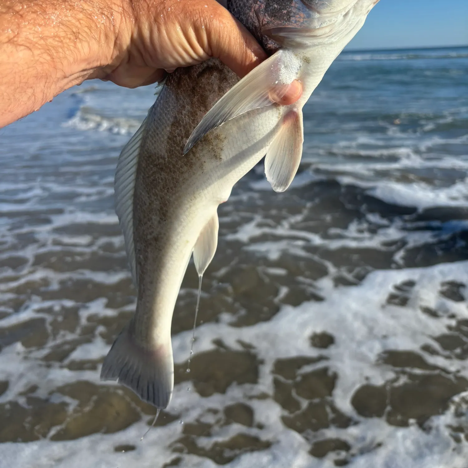The most recent California corbina catches on Fishbrain