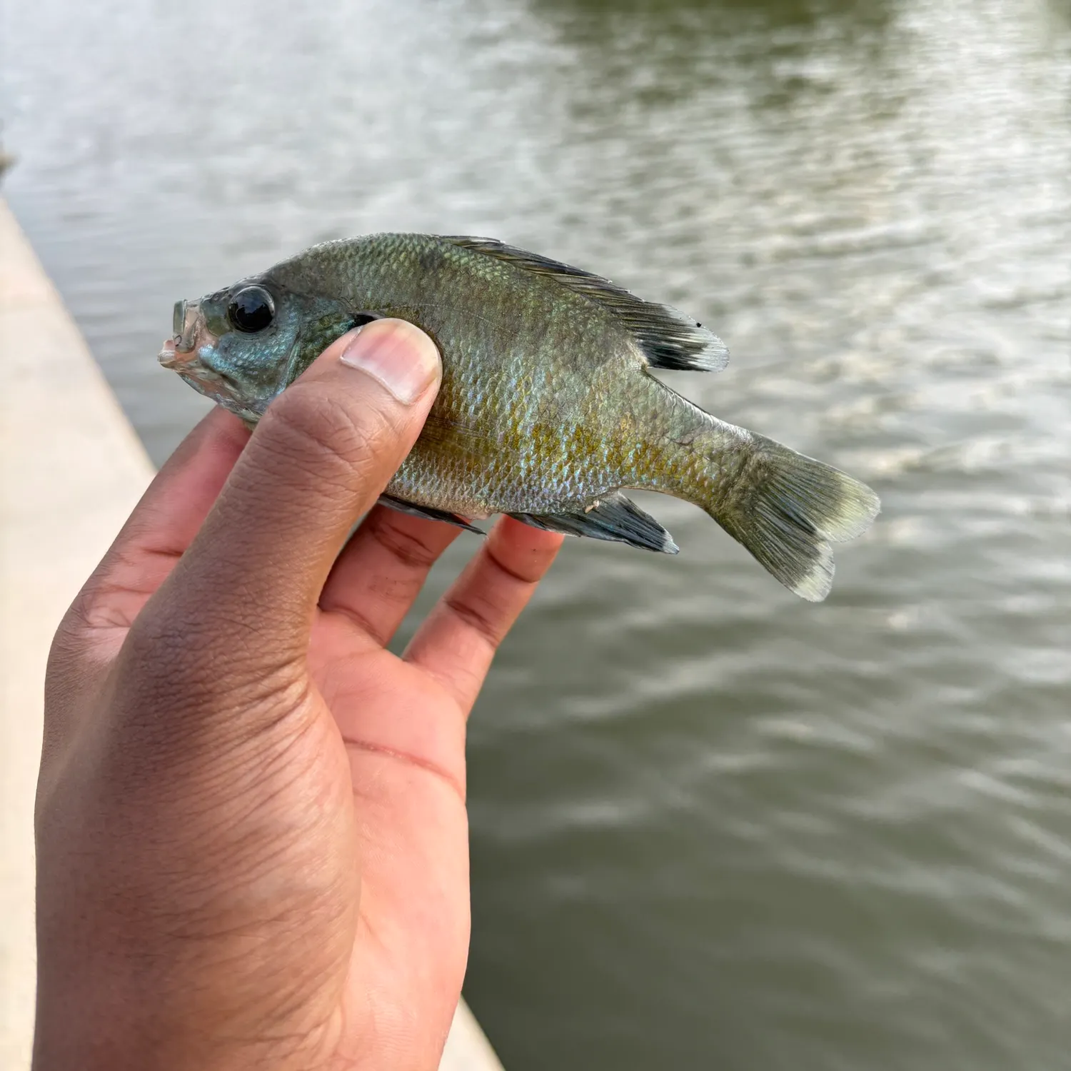 Fishing in Poth, TX (United States)  Find Spots, Species & Tips