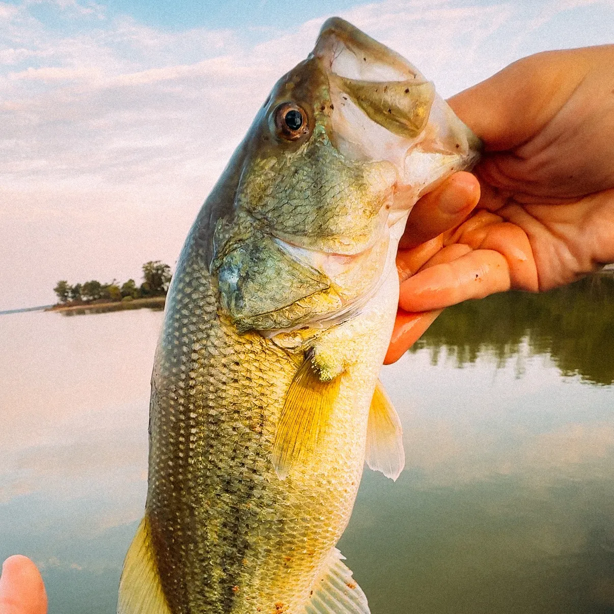 Largemouth bass caught on Fishbrain