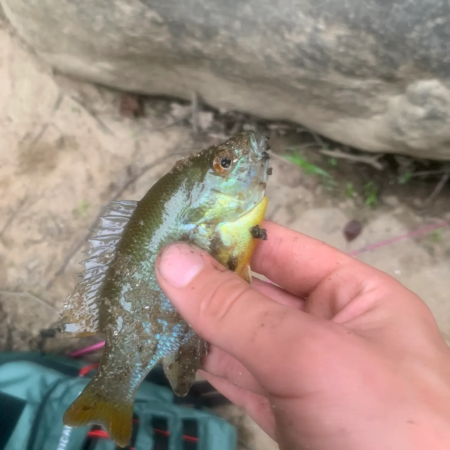 Redbreast sunfish caught on Fishbrain